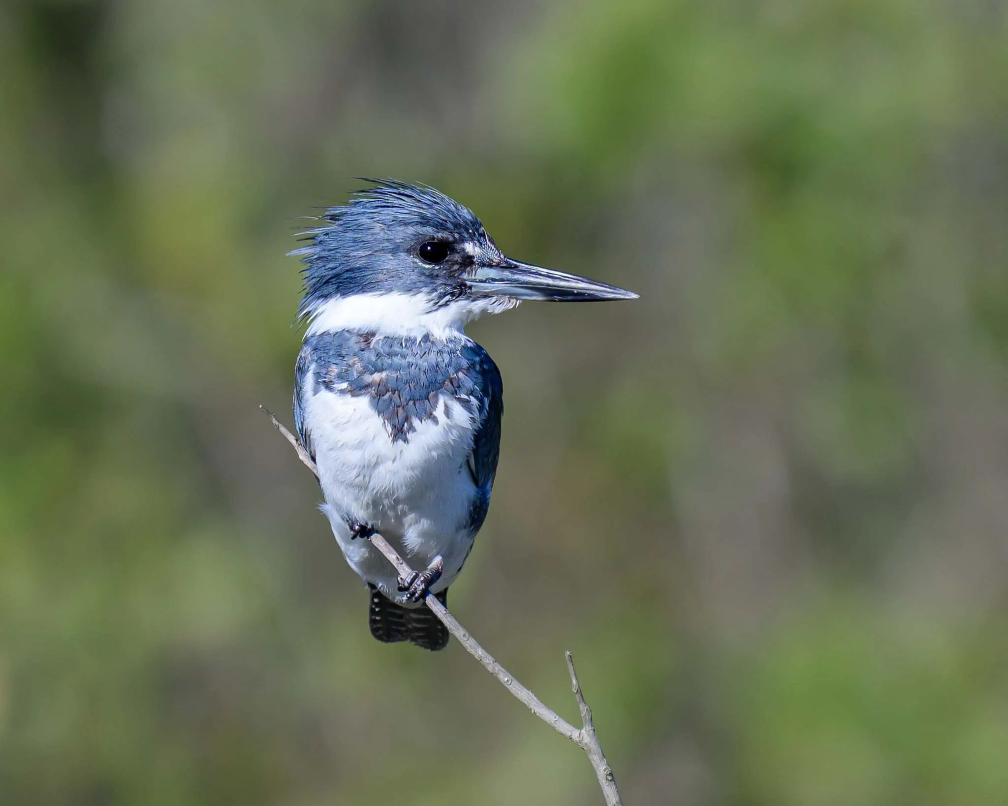 Belted Kingfisher, Merritt Island National Wildlife Refuge, FL.