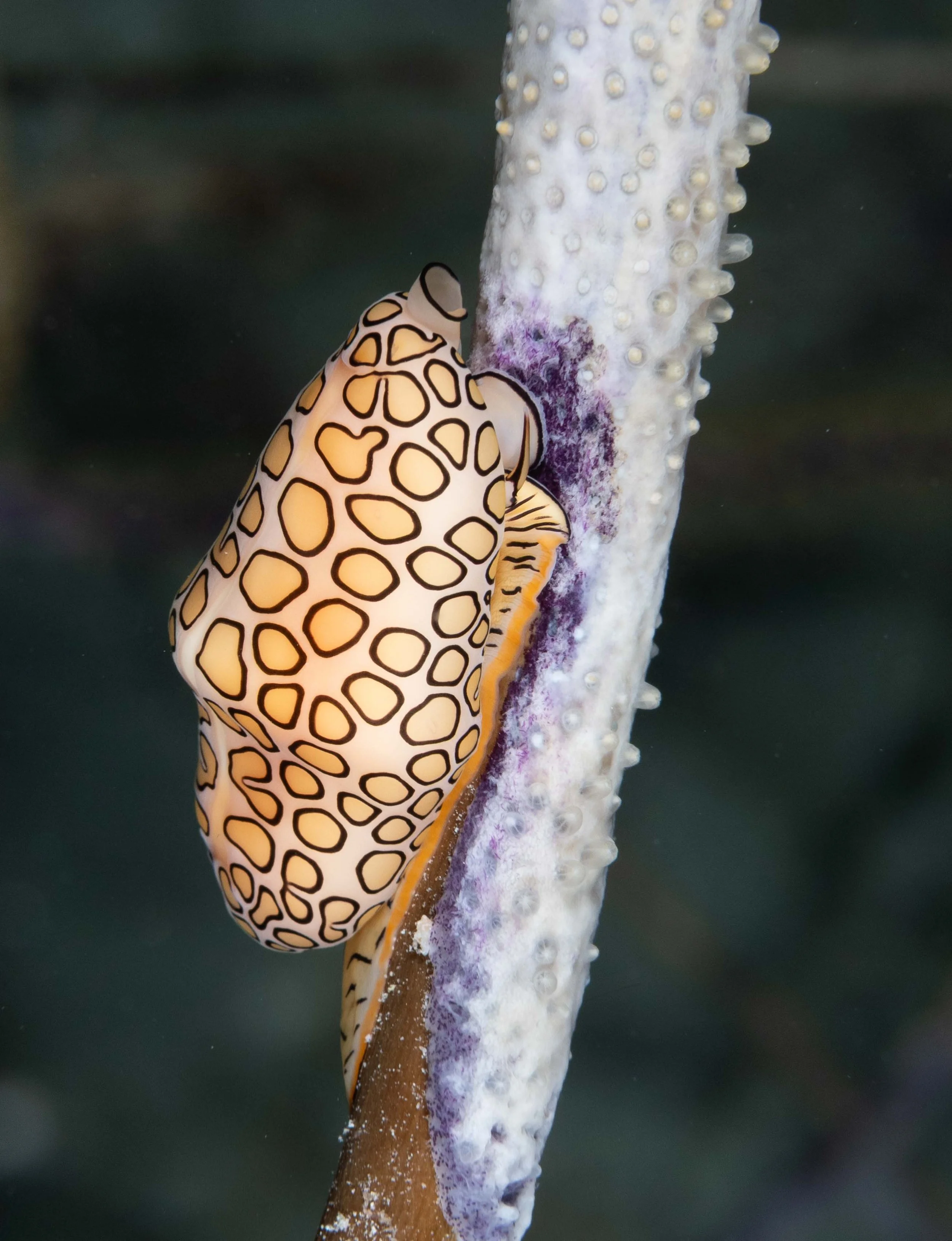 Flamingo Tongue - tail at the bottom, eyes at the top - 3/4"
