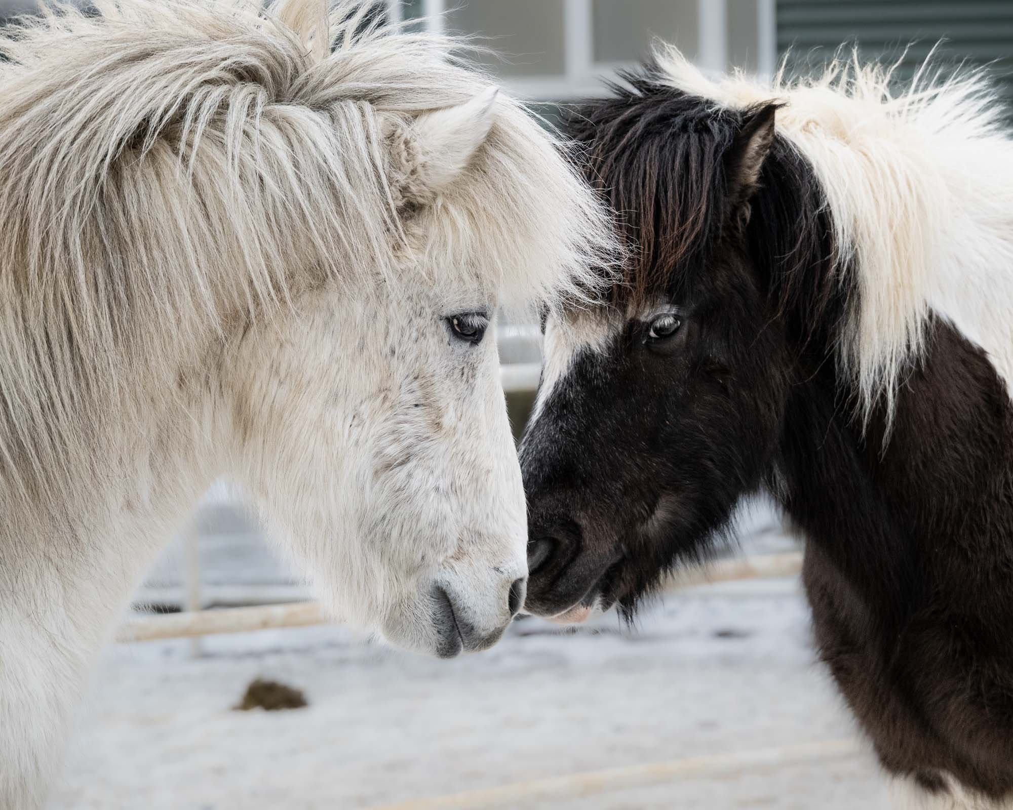 Greetings from Iceland!