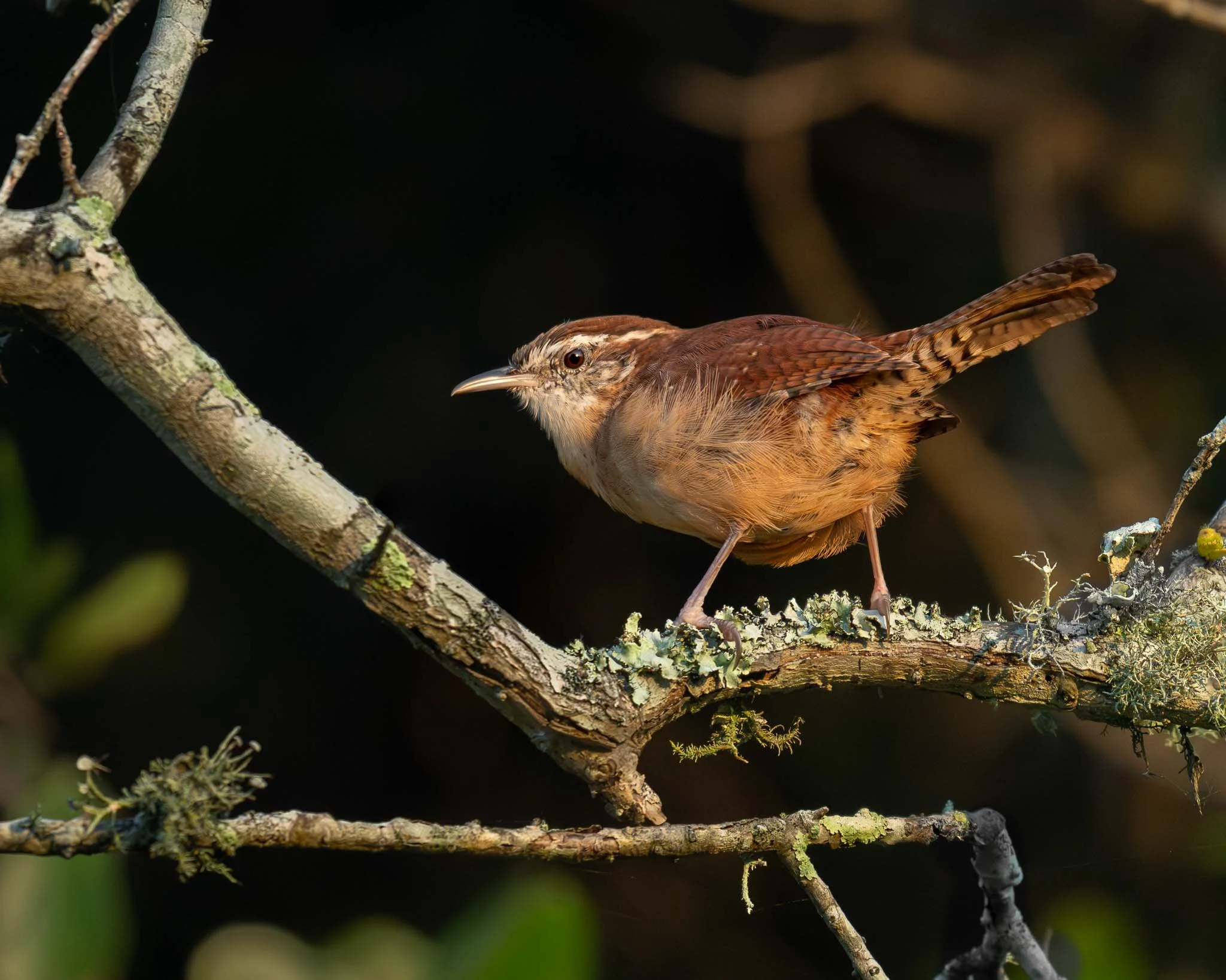 Carolina Wren (Thryothorus ludovicianus), Myrtle Beach SP