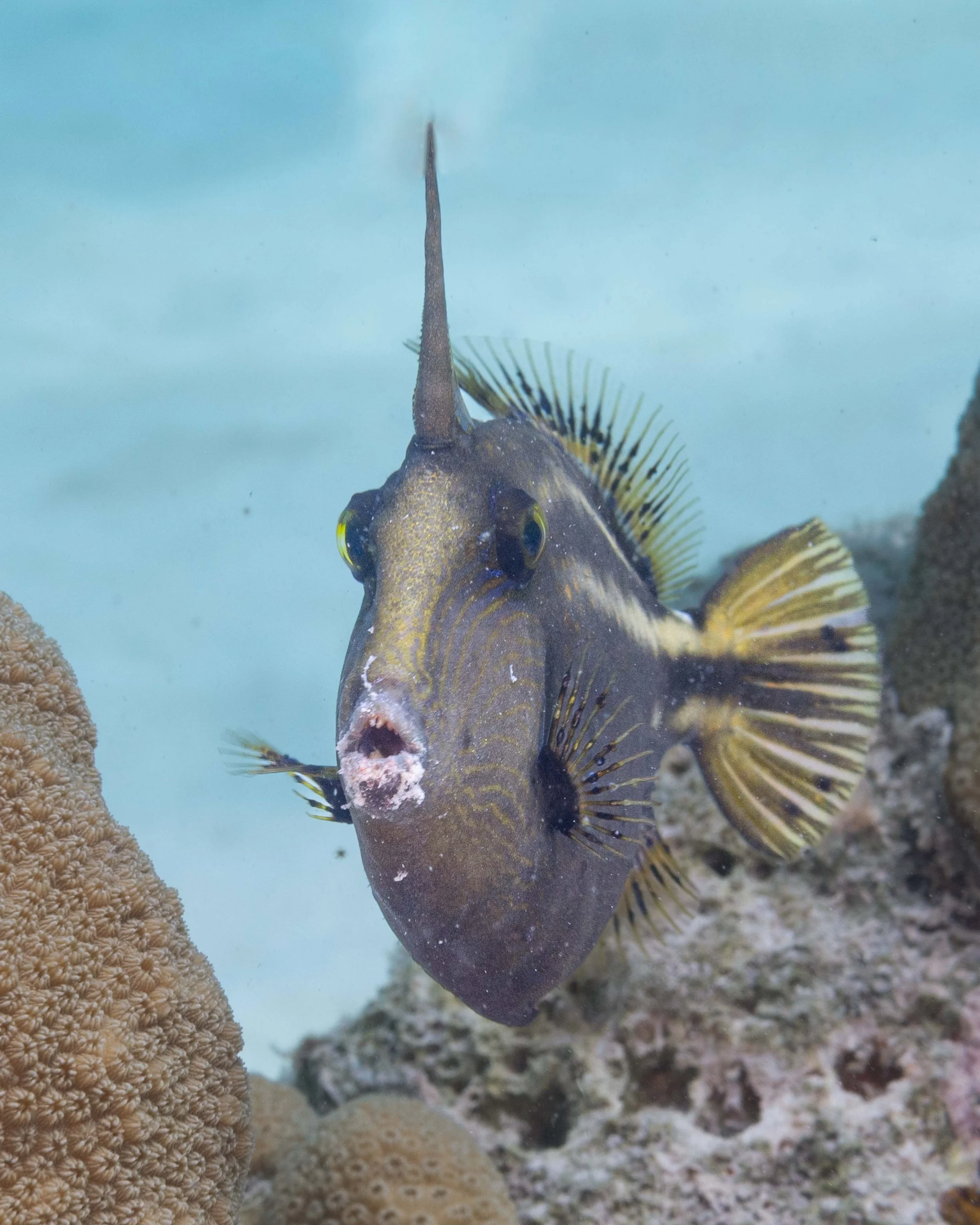 Orangespotted Filefish - 6-8" - you can see the dust on its lips from eating coral