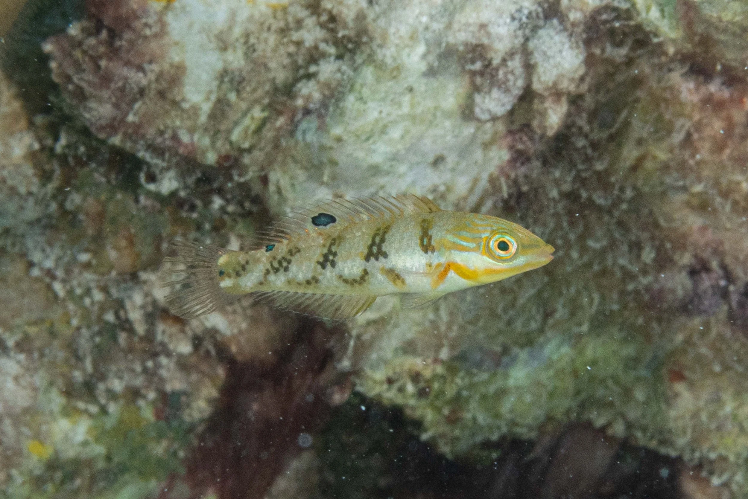 Juvenile Blackear Wrasse
