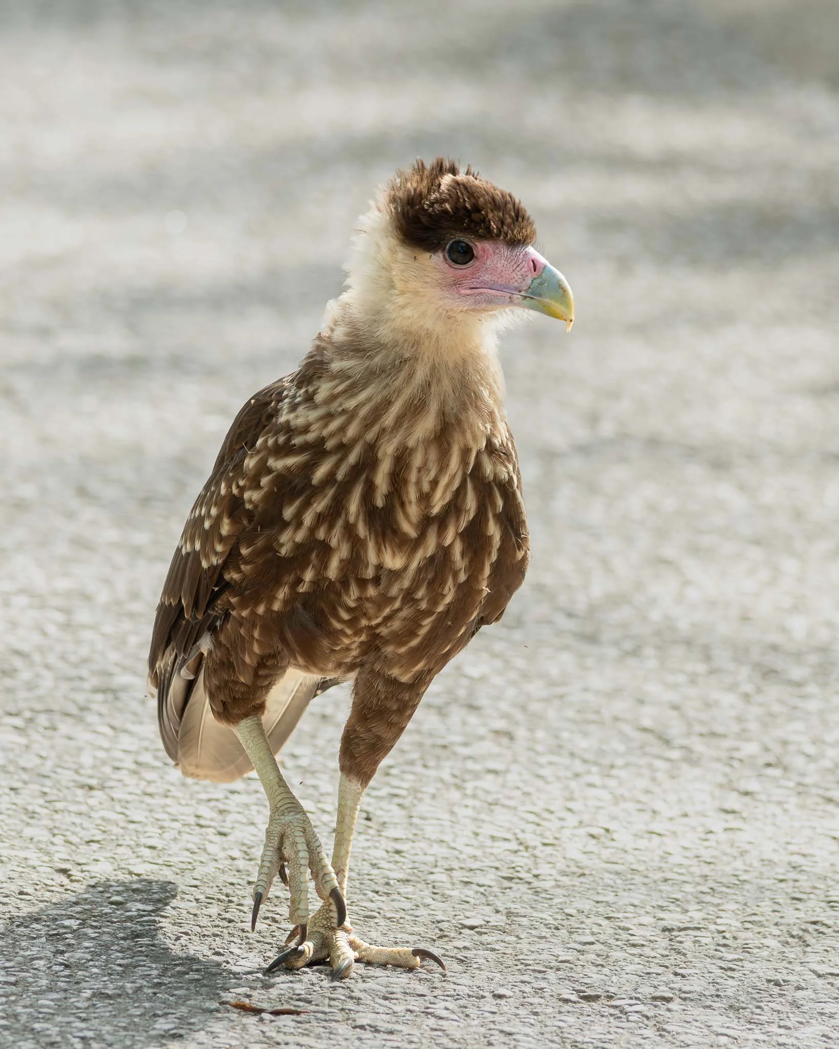 Juvenile Crested Cara Cara, Bonaire.