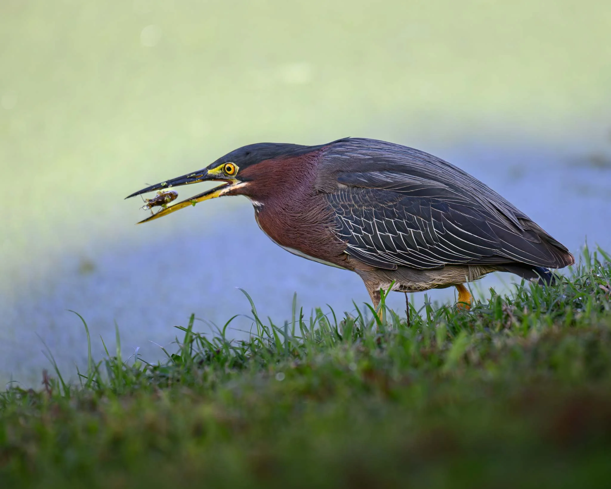 Green Heron with breakfast. Peaceful Waters Sanctuary, Wellington FL.