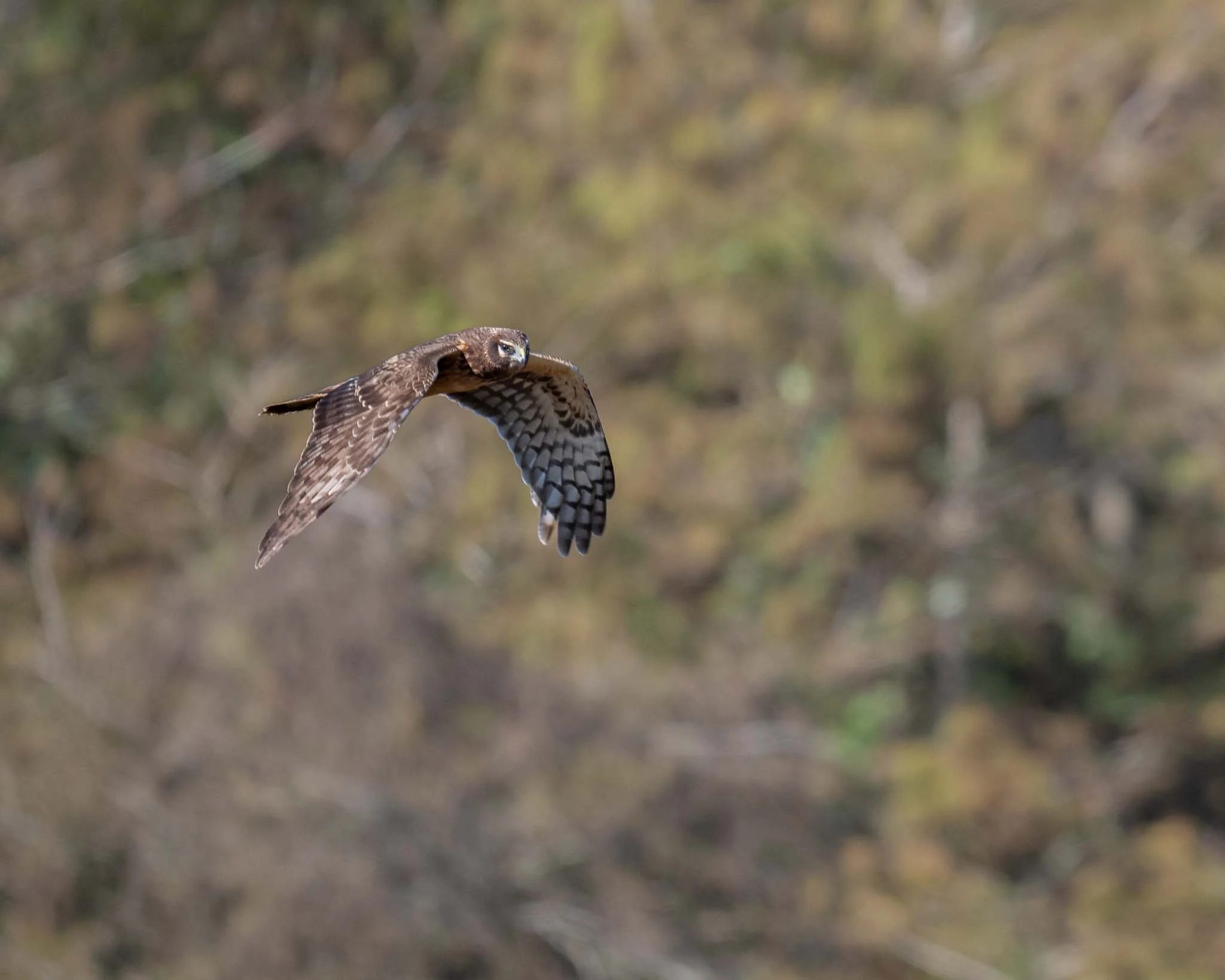 The star of the show . . .