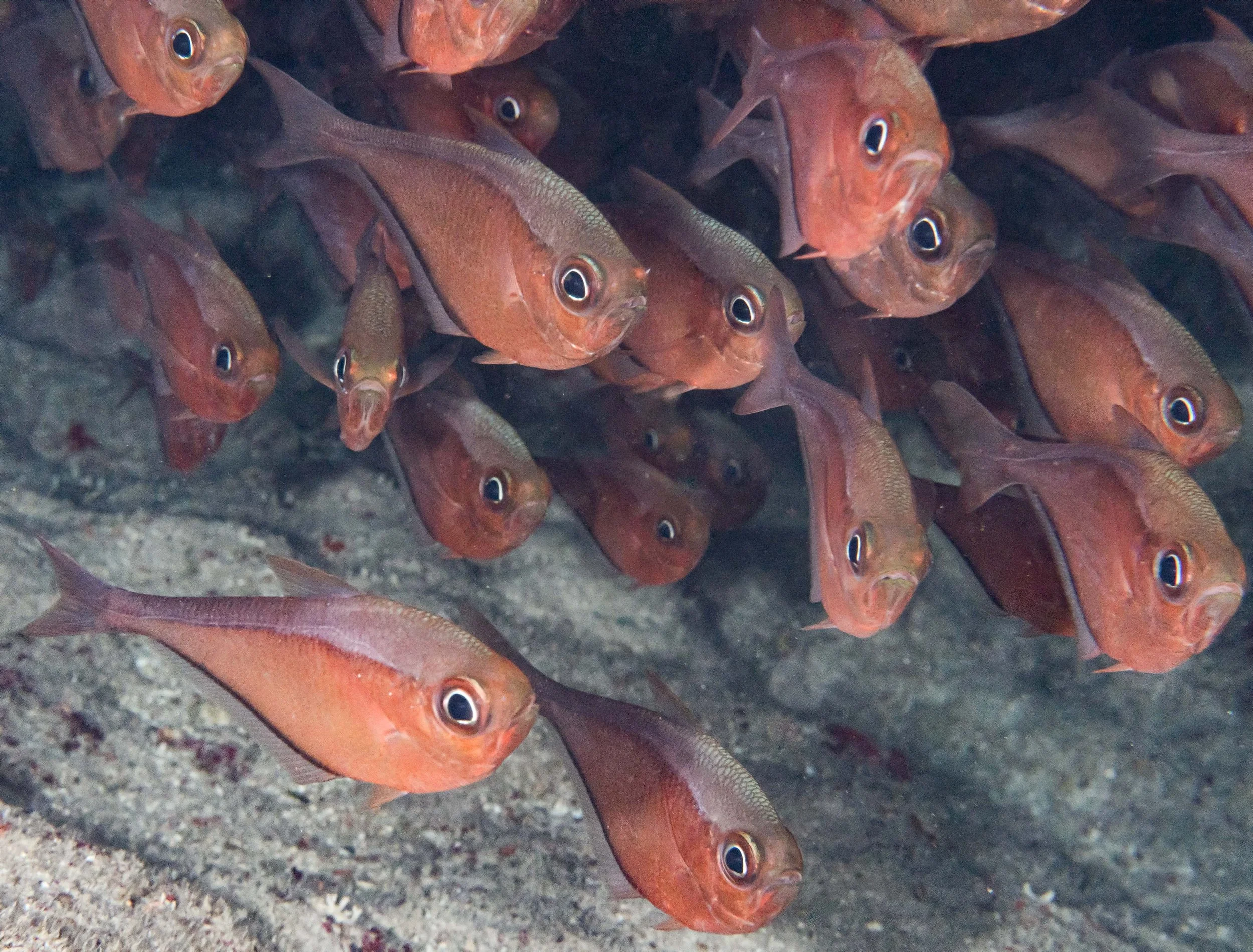 School of Glassy Sweepers - 4-5"