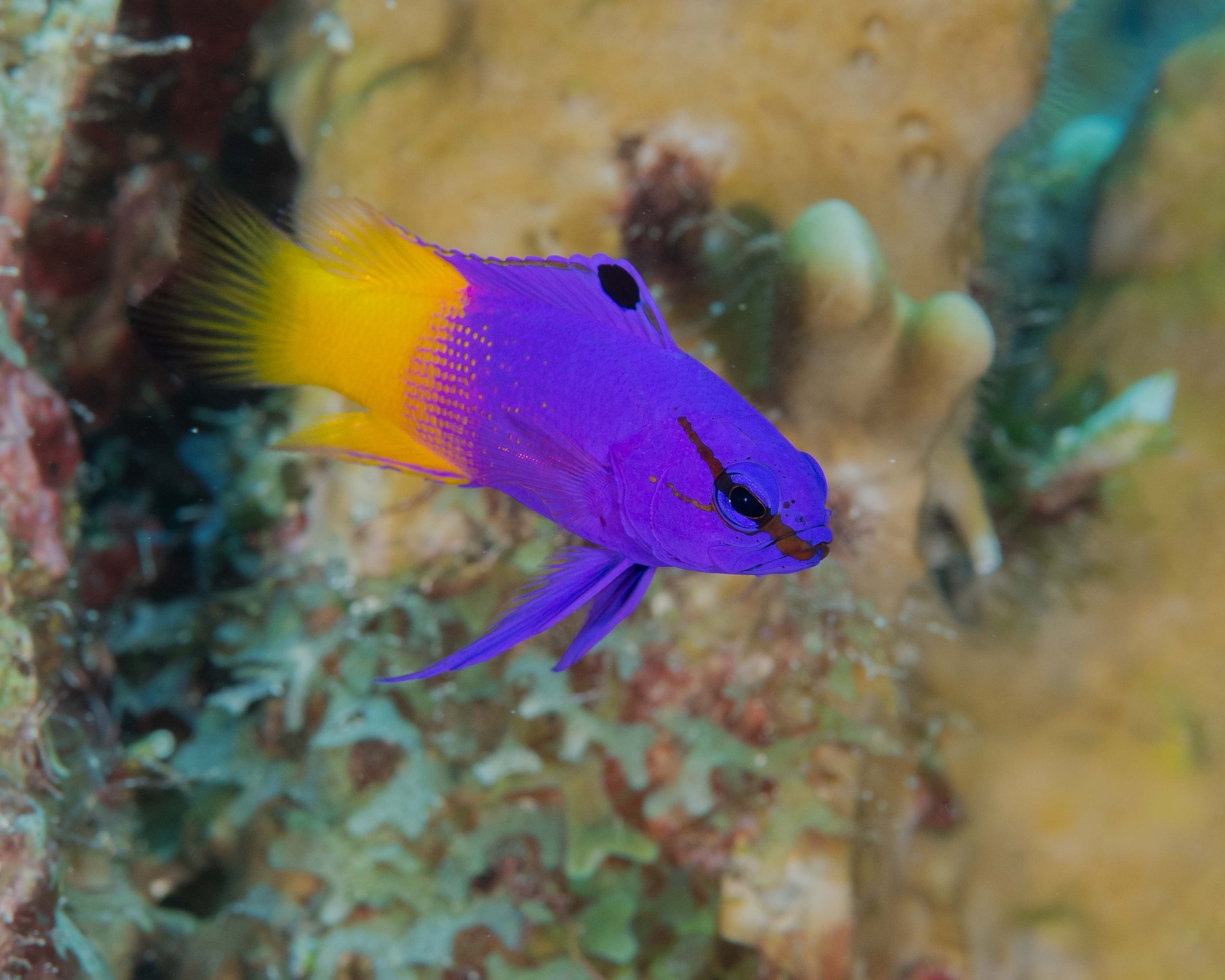 Fairy Basslet - one of the brightest colored fish we see - 2-3"