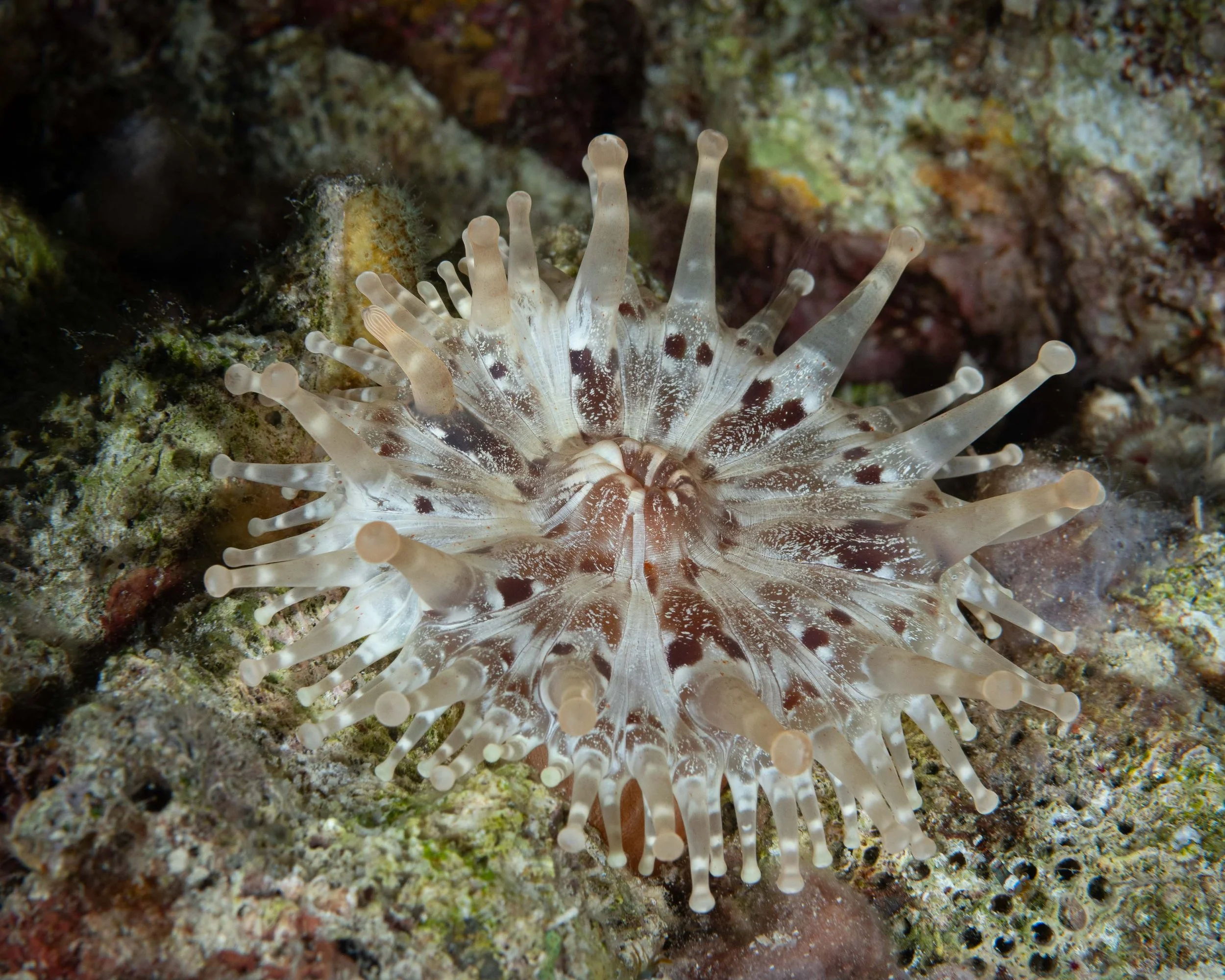Club-tipped Anemone - the size of a silver dollar - the first time I have seen one out in the open