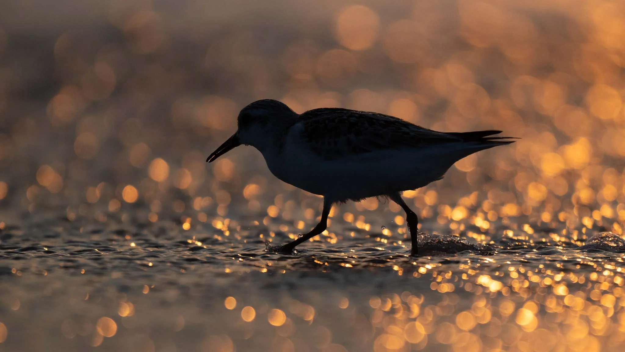 Sanderling at sunrise. Myrtle Beach SP.