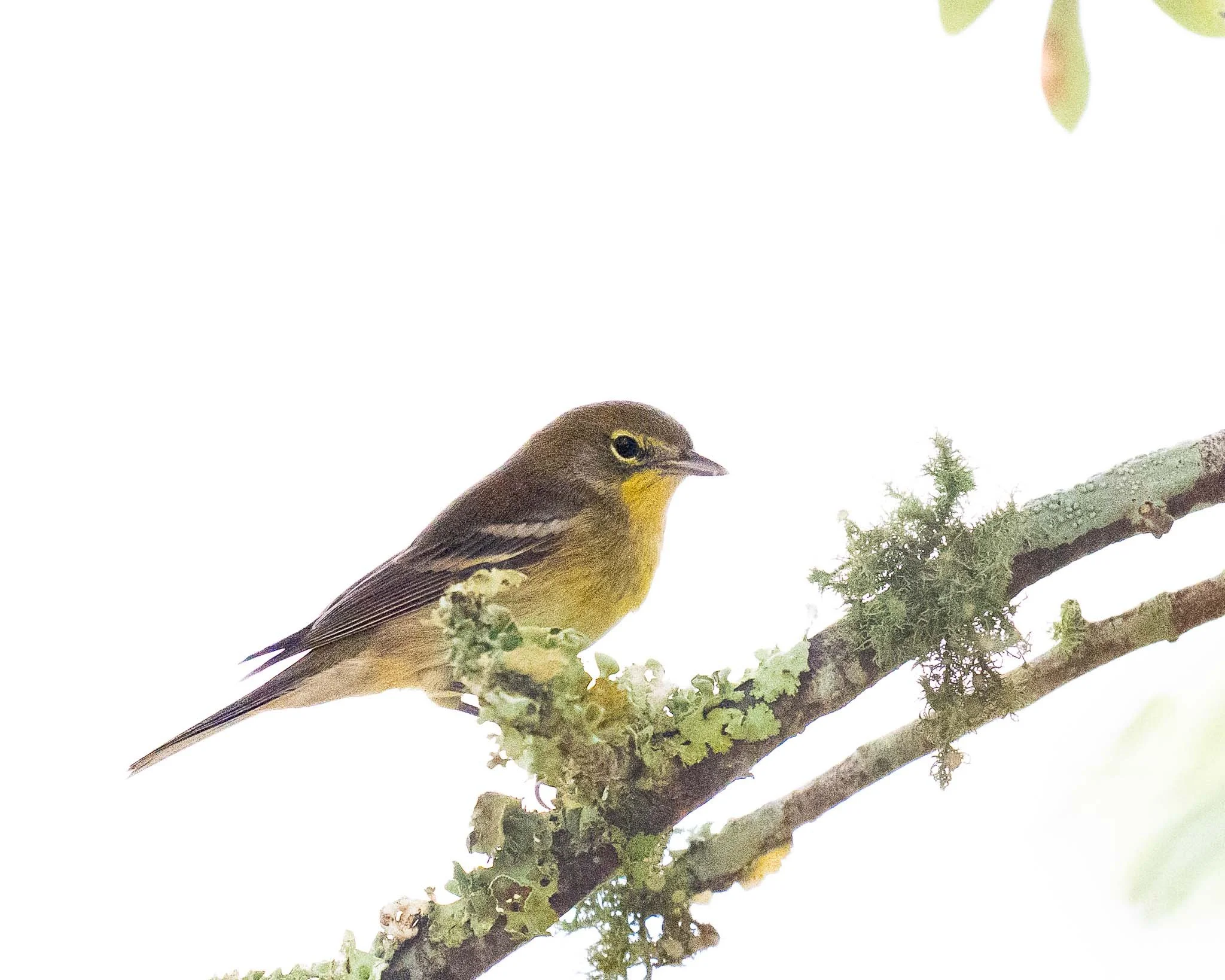 Pine Warbler (Setophaga pinus), Huntington Beach SP