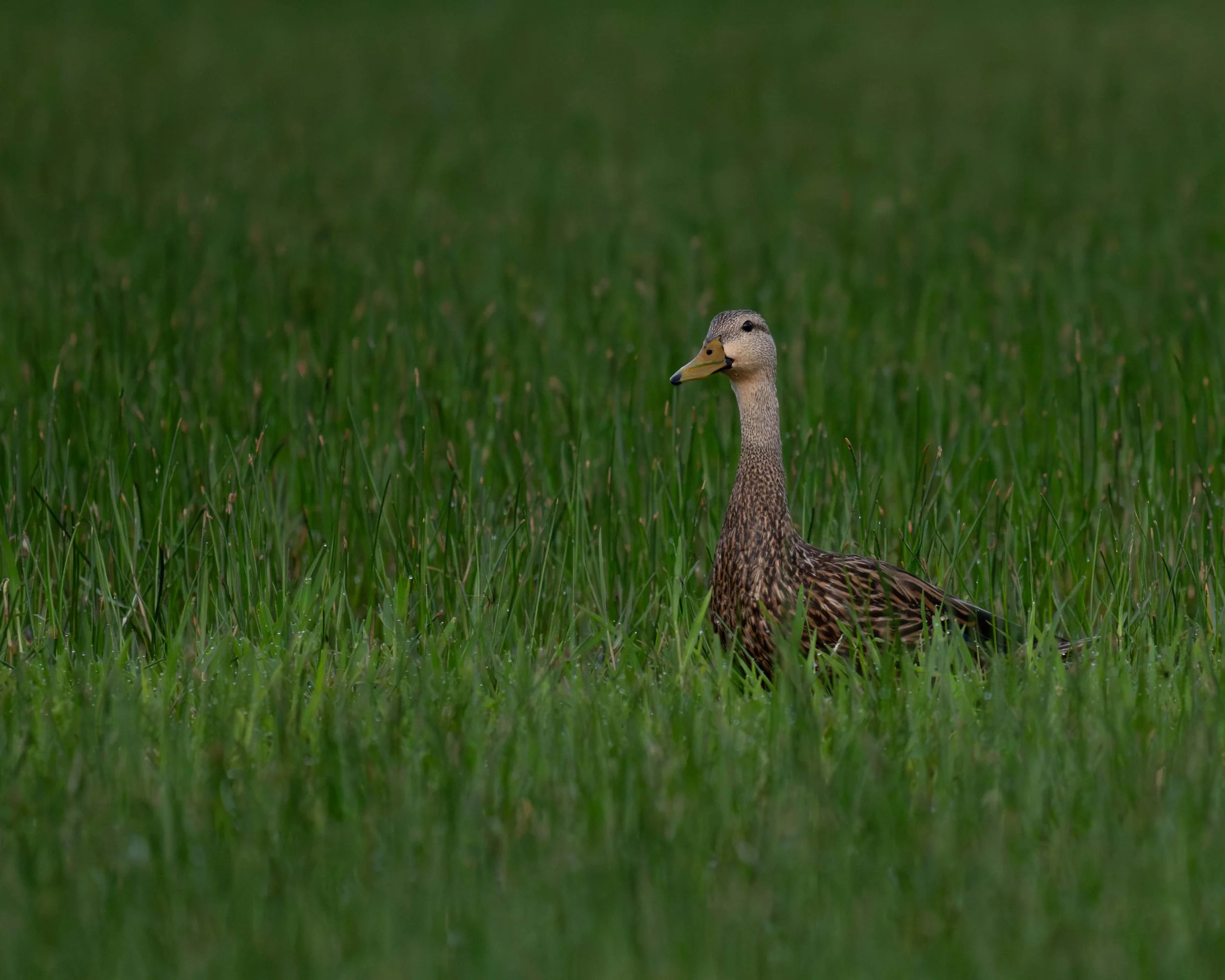 Mottled Duck, Jessica Clinton Park, Port St. Lucie, FL