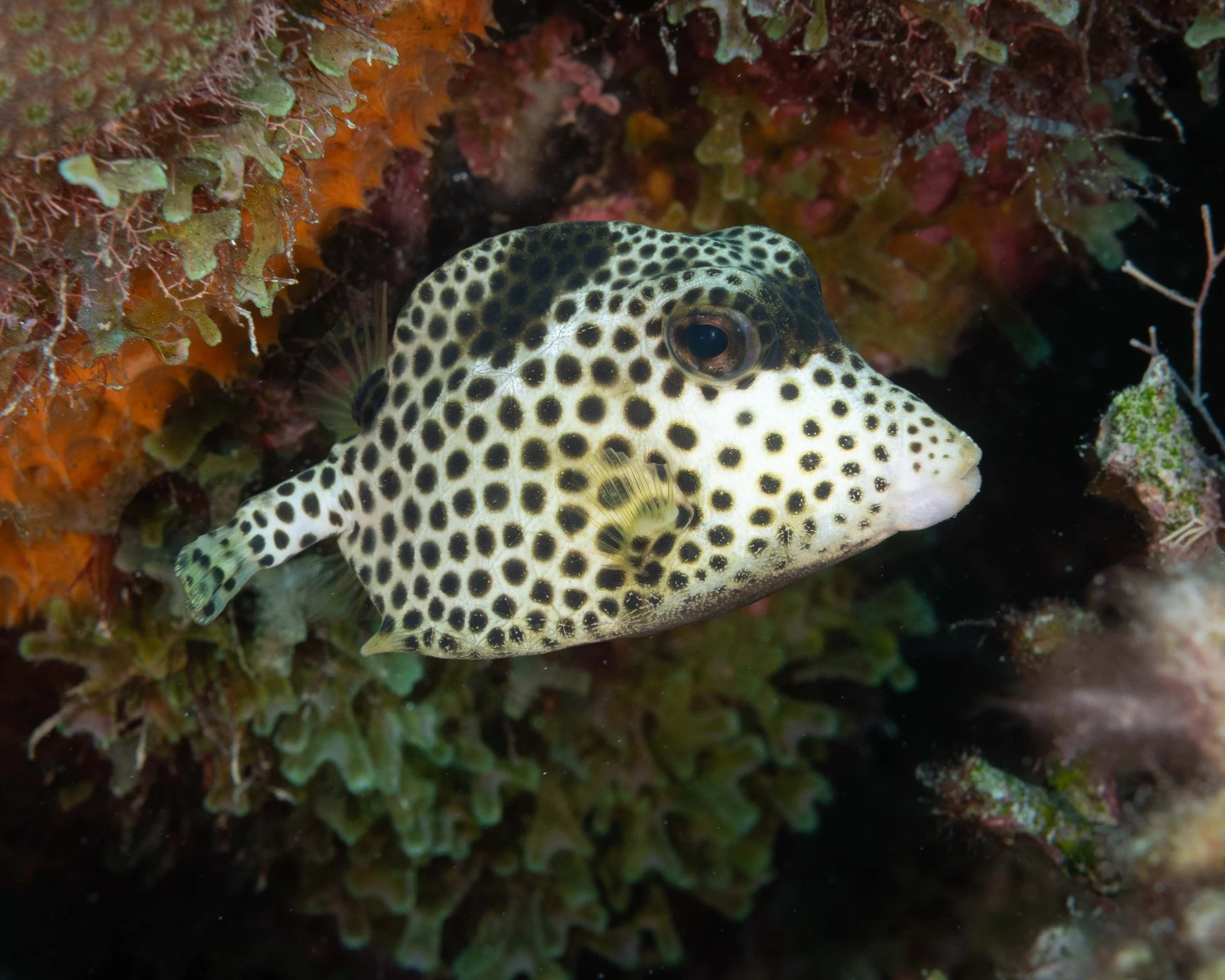 Spotted Trunkfish - 6-8"