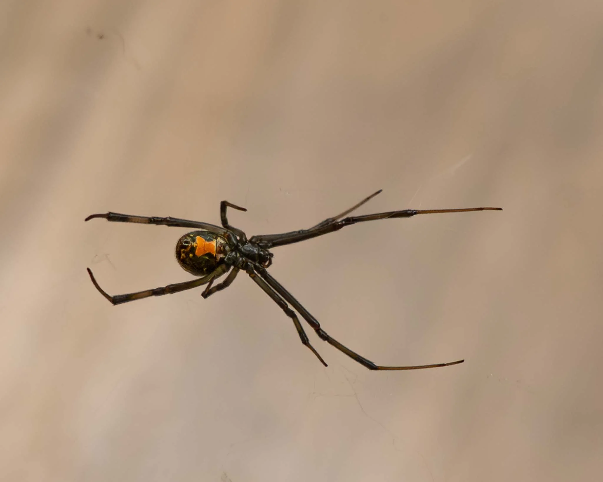 Brown Widow Spider (Latrodectus geometricus), Huntington Beach SP