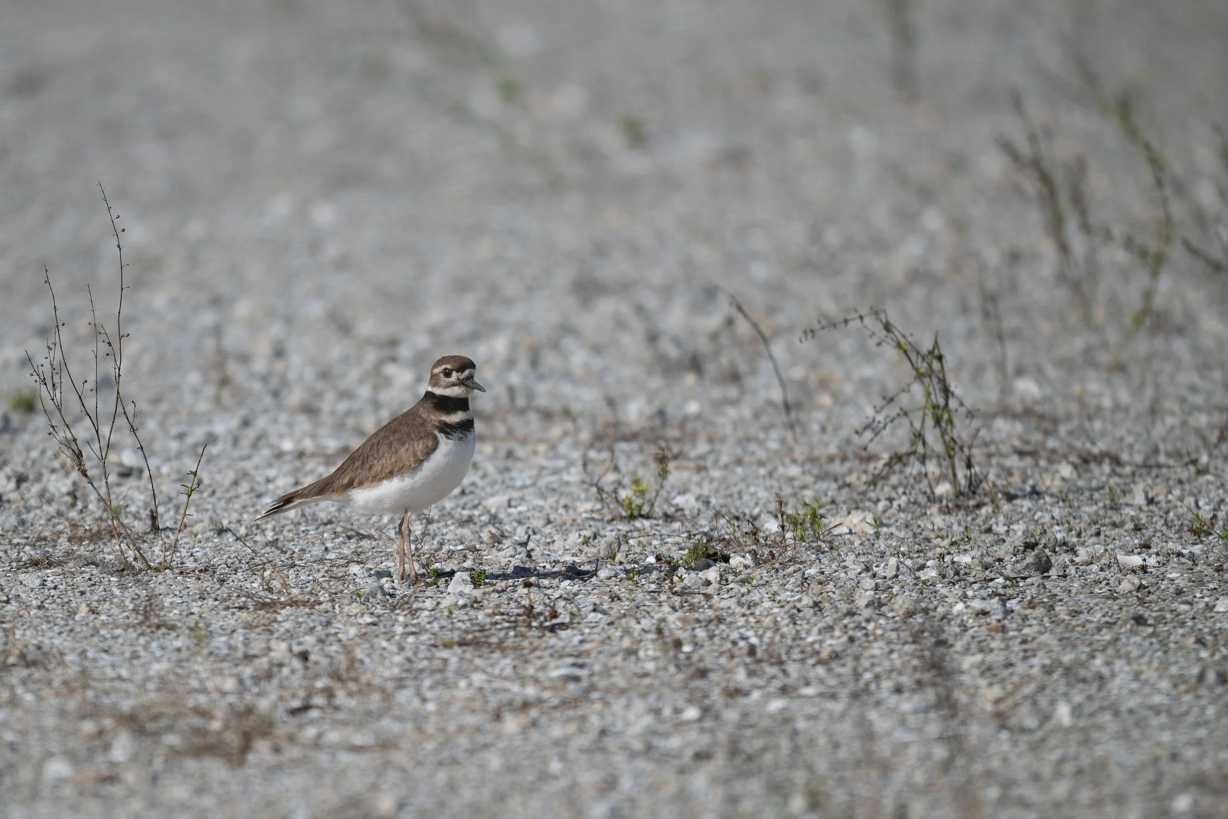 Kildeer, Lakeside Ranch STA, Okeechobee FL