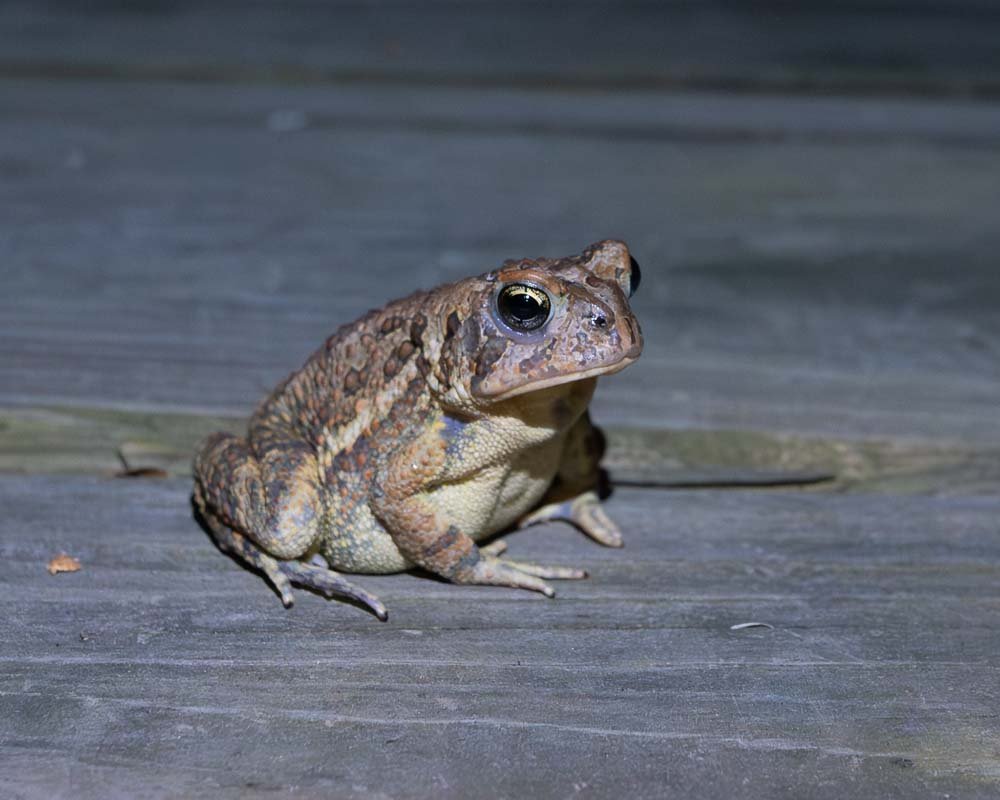 Big Fowler's Toad (I think)