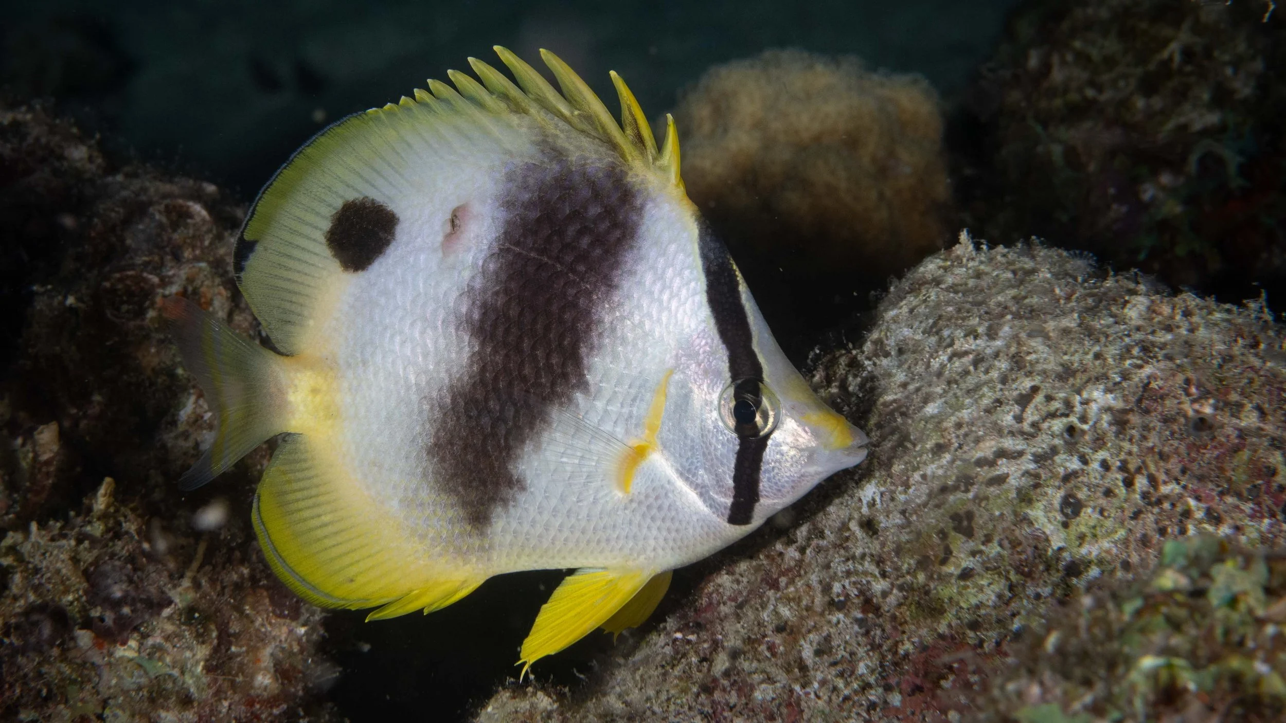 Laura Kushner - share 11.jpg