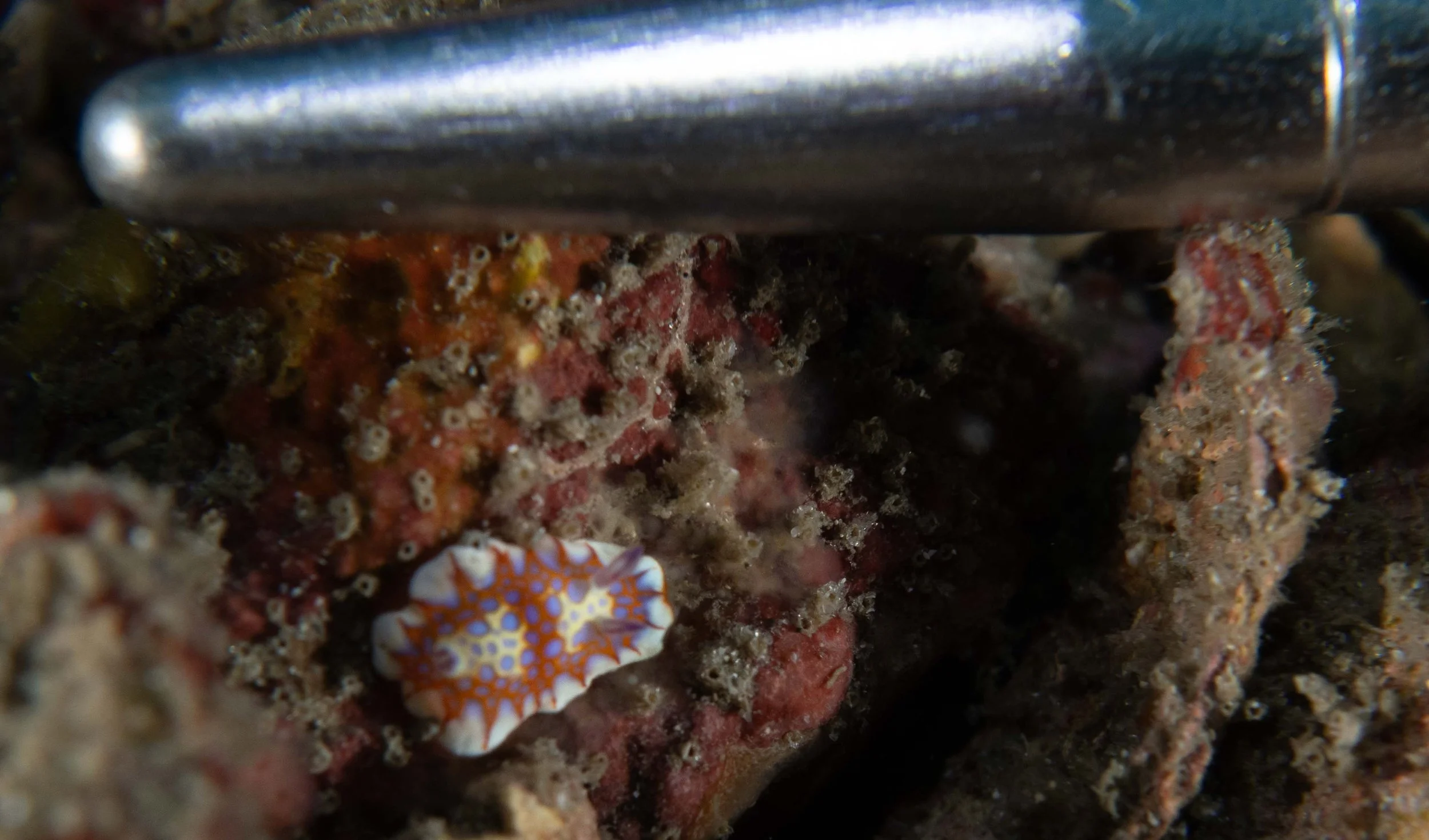 Felimida Binza nudibranch, Blue Heron Bridge.
