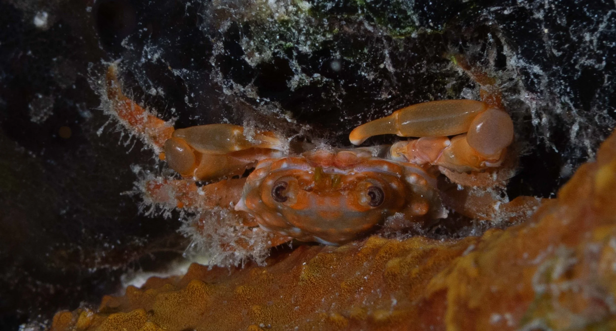 Red Cling Crab - also hanging upside down - 1 1/2" ish.