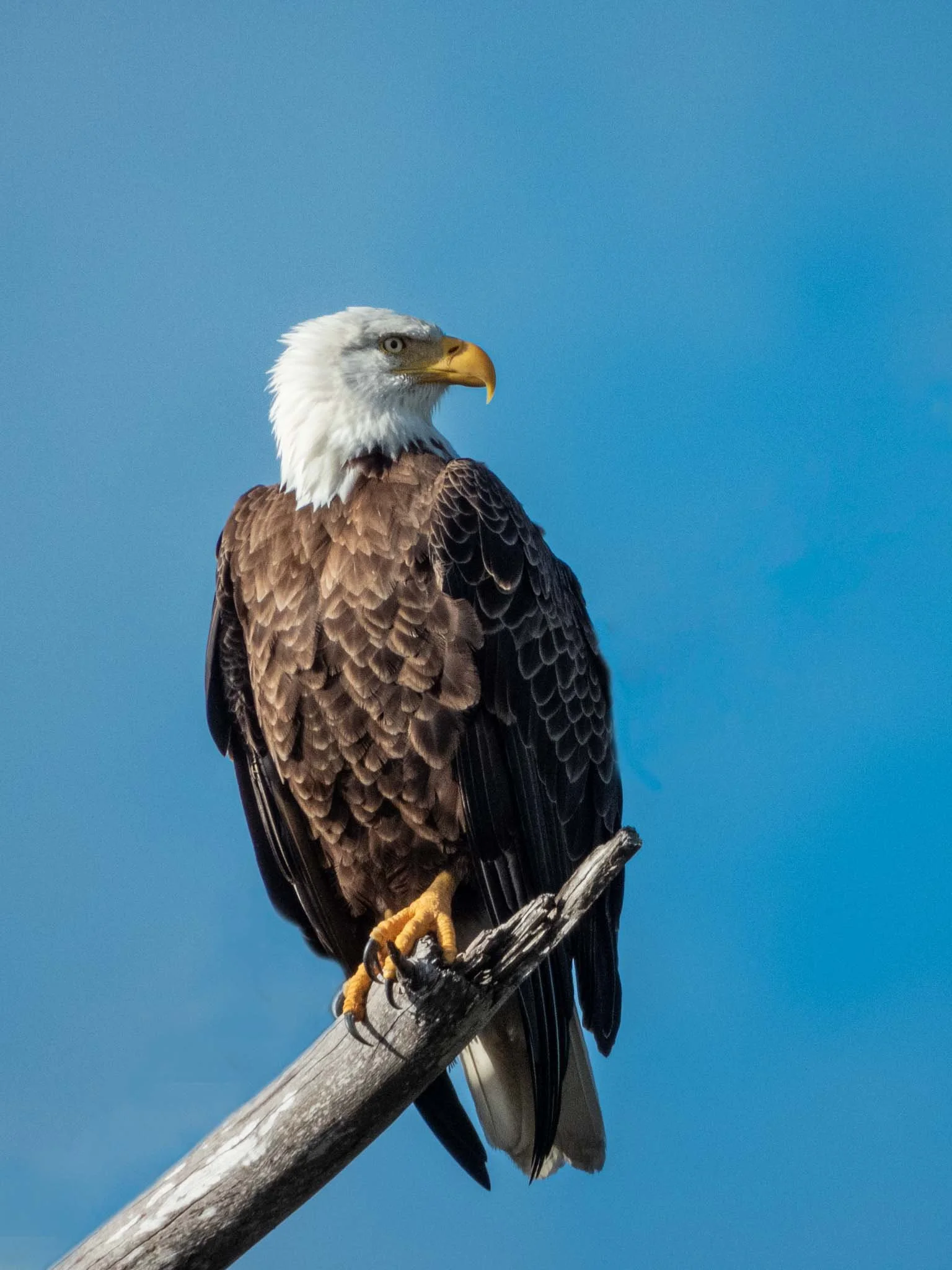 Bald Eagle, Grassy Waters Preserve, W Palm Beach, Florida