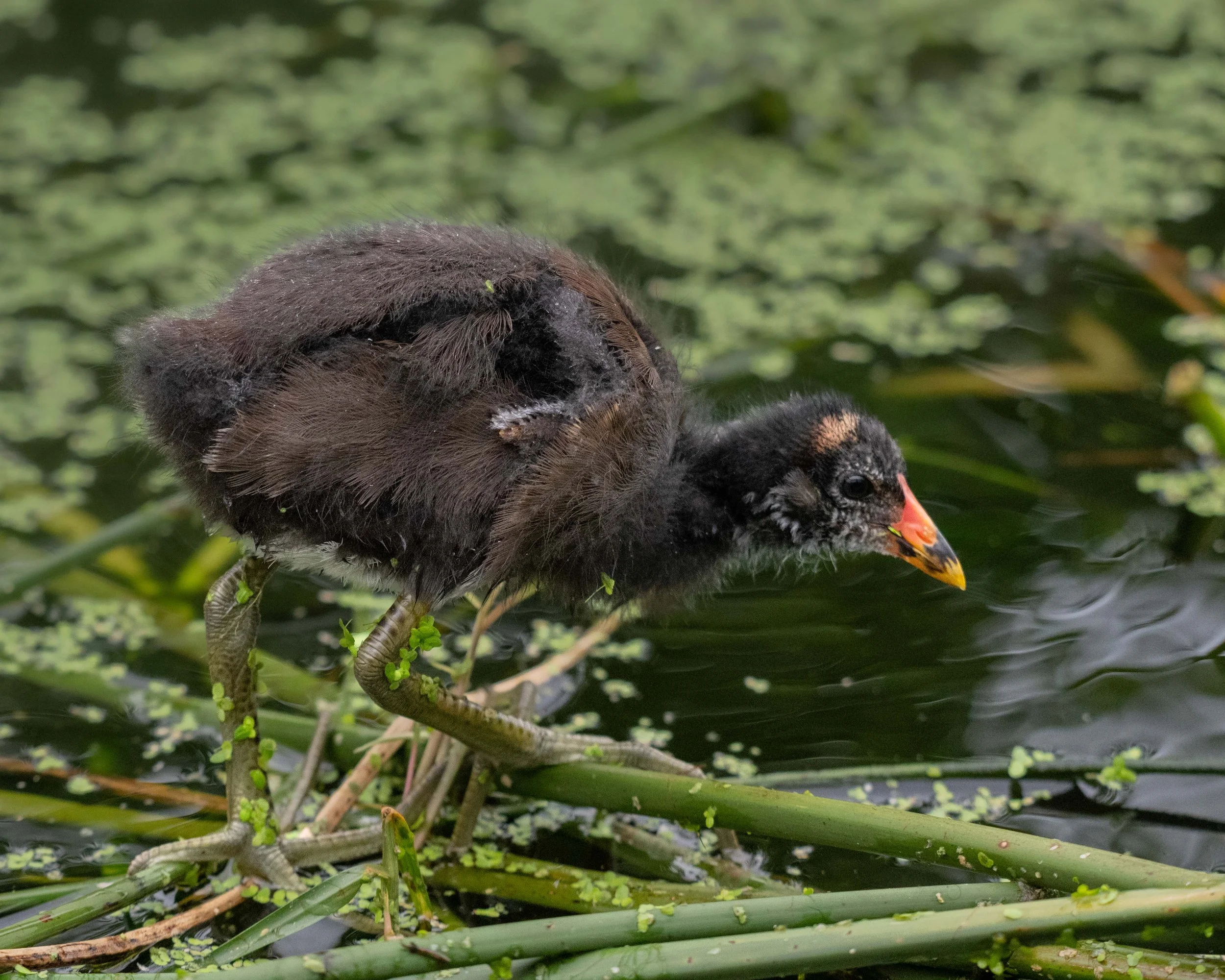 Common Gallinule (Gallinula galeata)