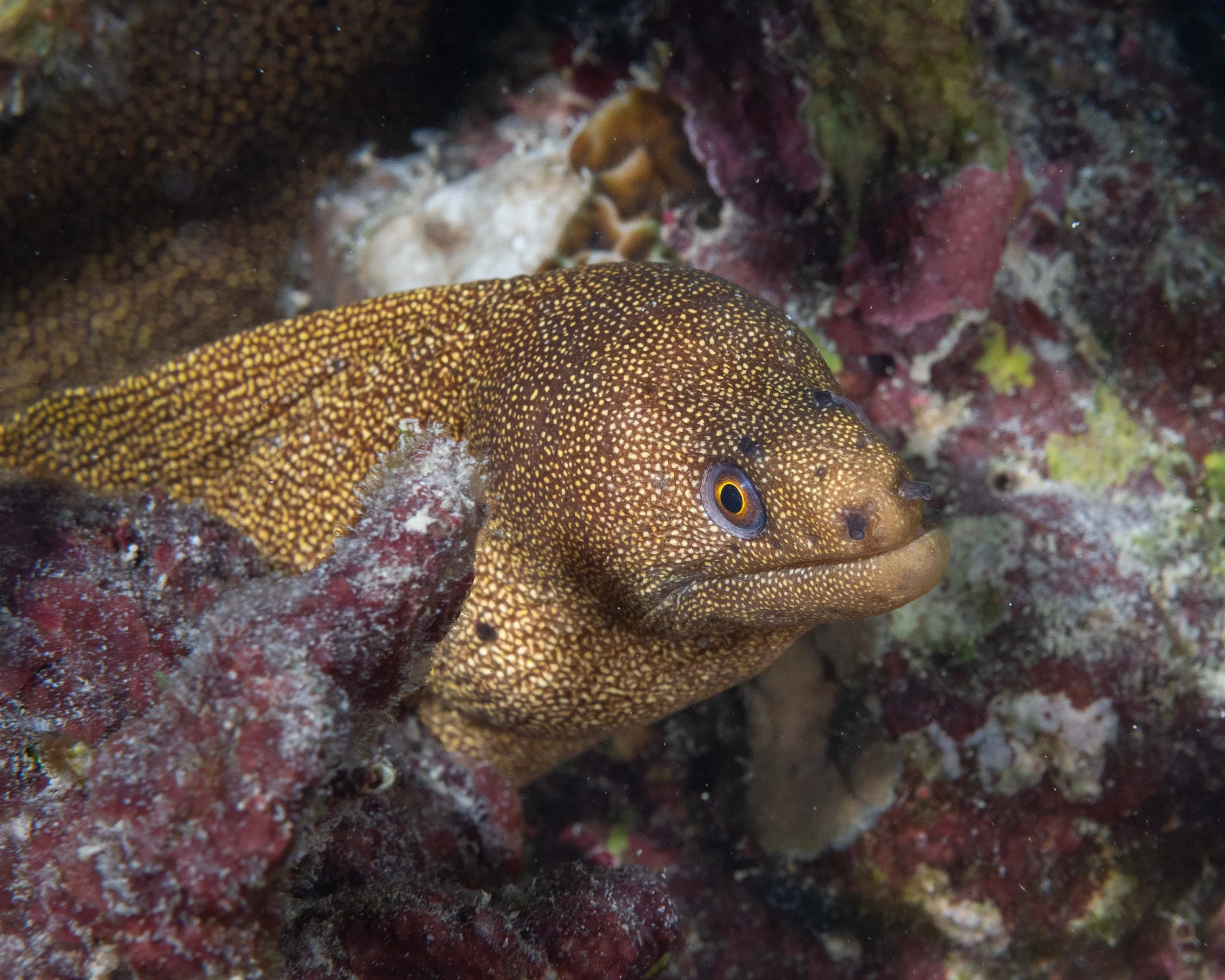 Goldentail Moray - about 2" wide