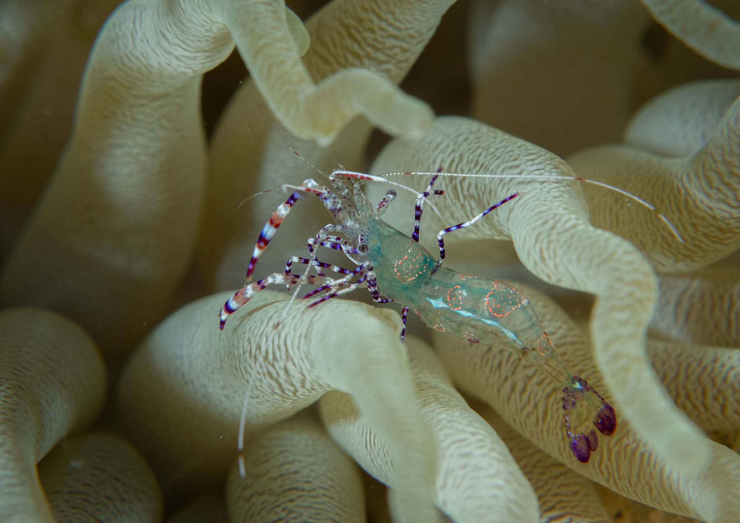 Spotted Cleaner Shrimp on a Giant Anemone - 1/2" ish