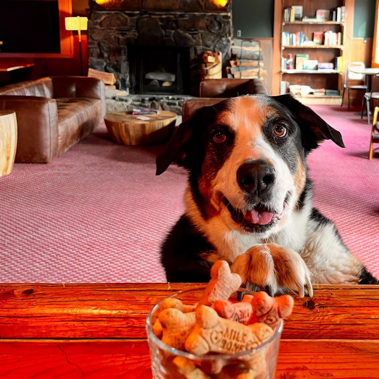Meet Gus: Favorite Activity: Sleeping. Favorite Day: NFL Potluck Sundays. Good Boy. Rod and Gun Regular.