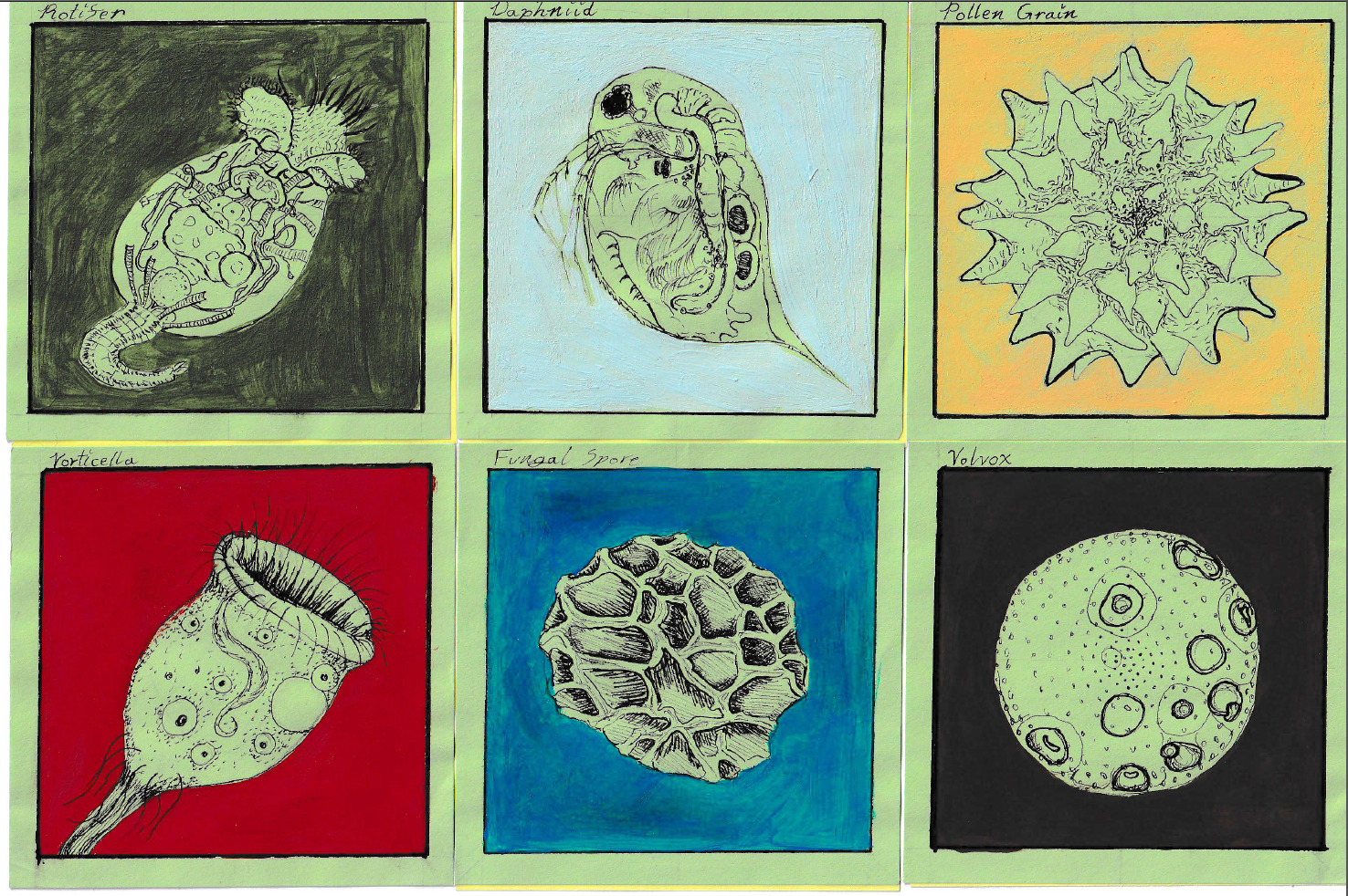 Six detailed scientific illustrations of microscopic organisms and structures, labeled as Rotifer, Daphnid, Pollen Grain, Vorticella, Fungal Spore, and Volvox, each drawn with pen and colored backgrounds.