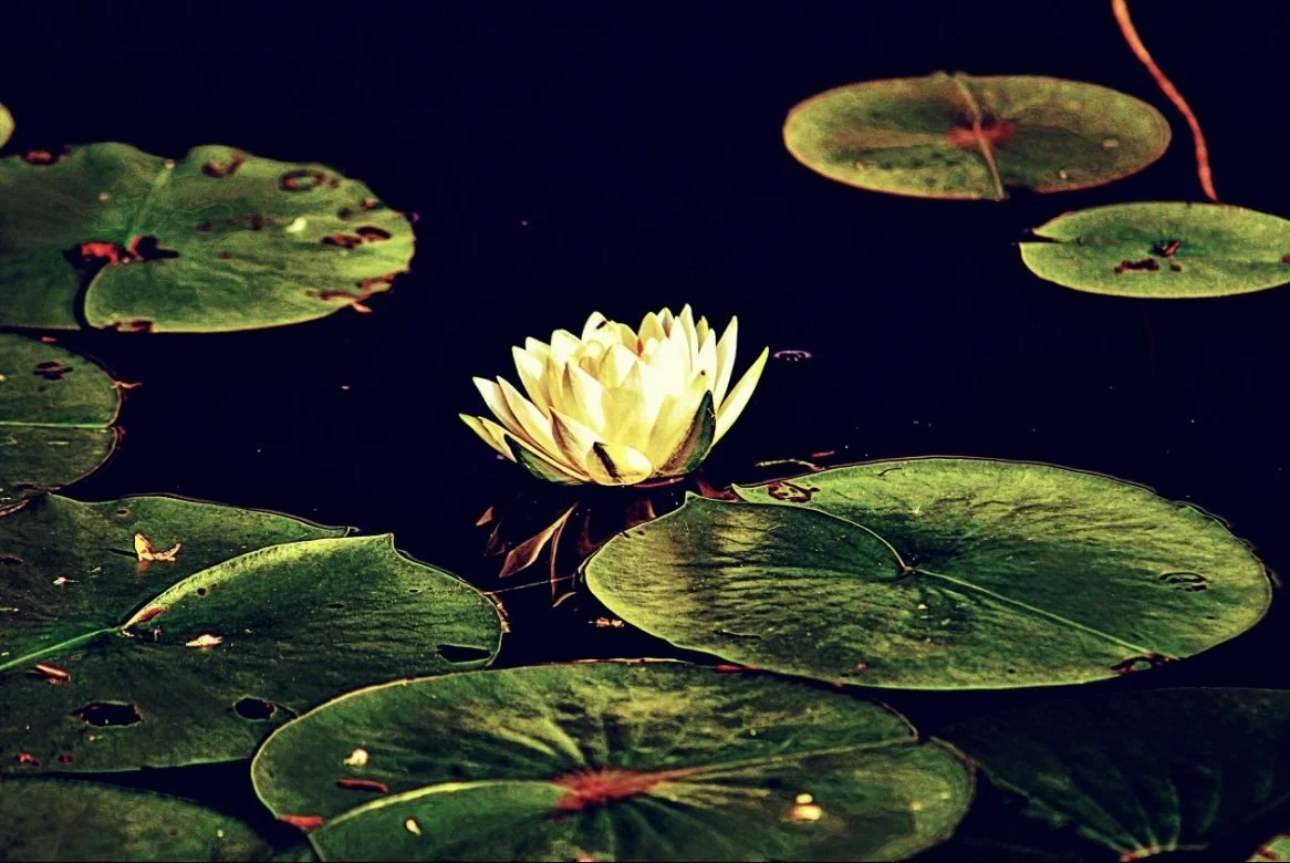 The Lily Pad