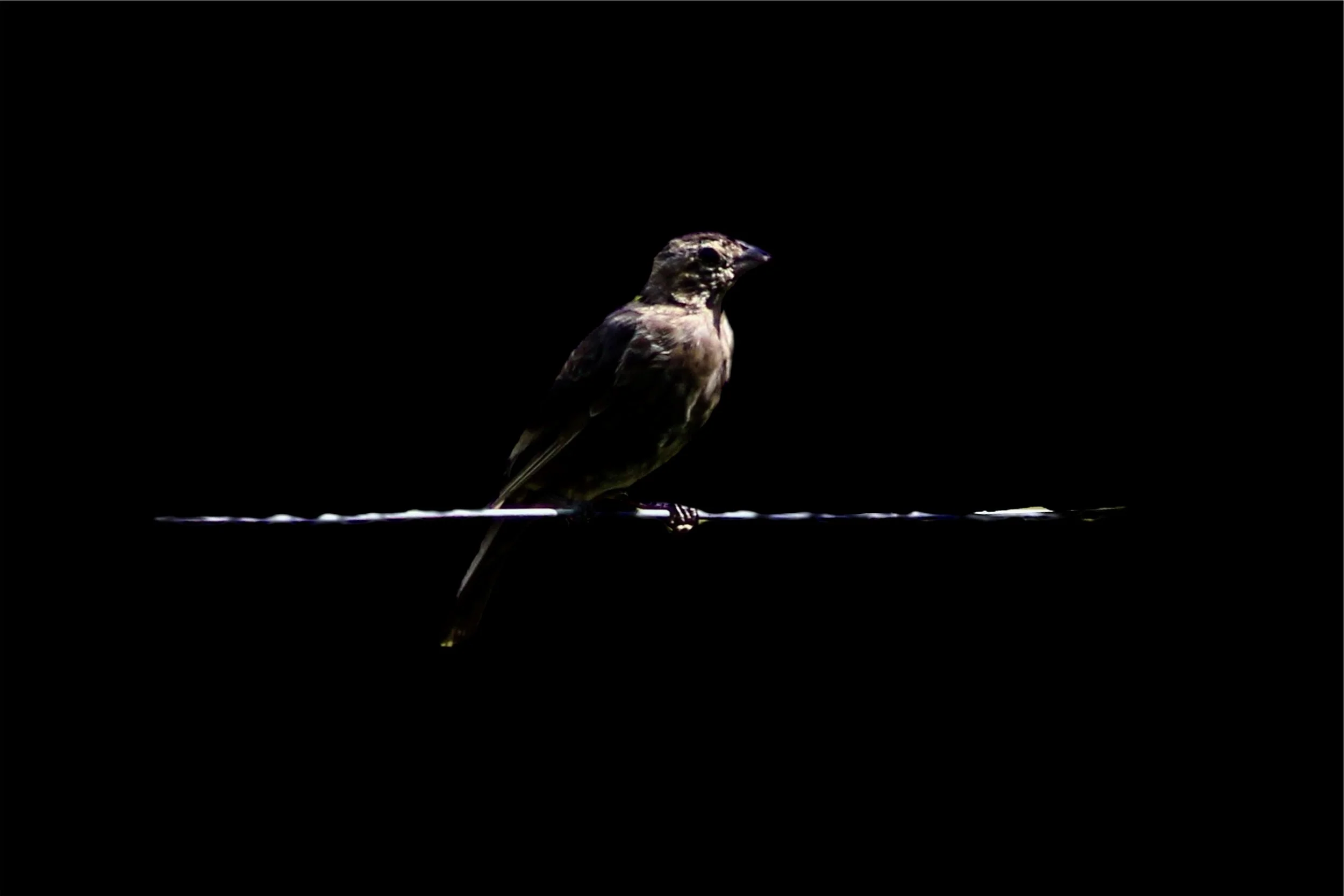 Bird on Wire