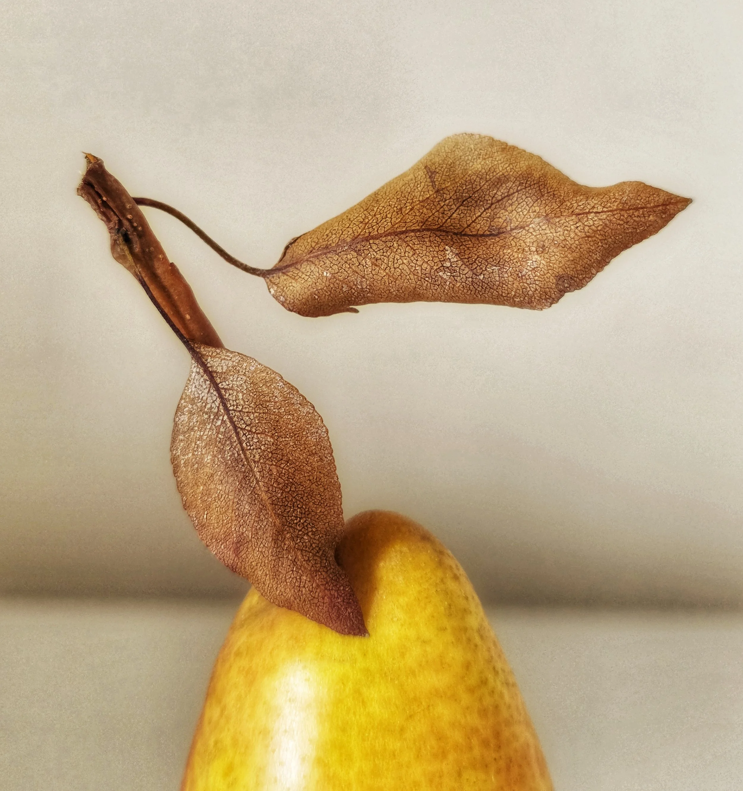 Two Very Similar Leaves