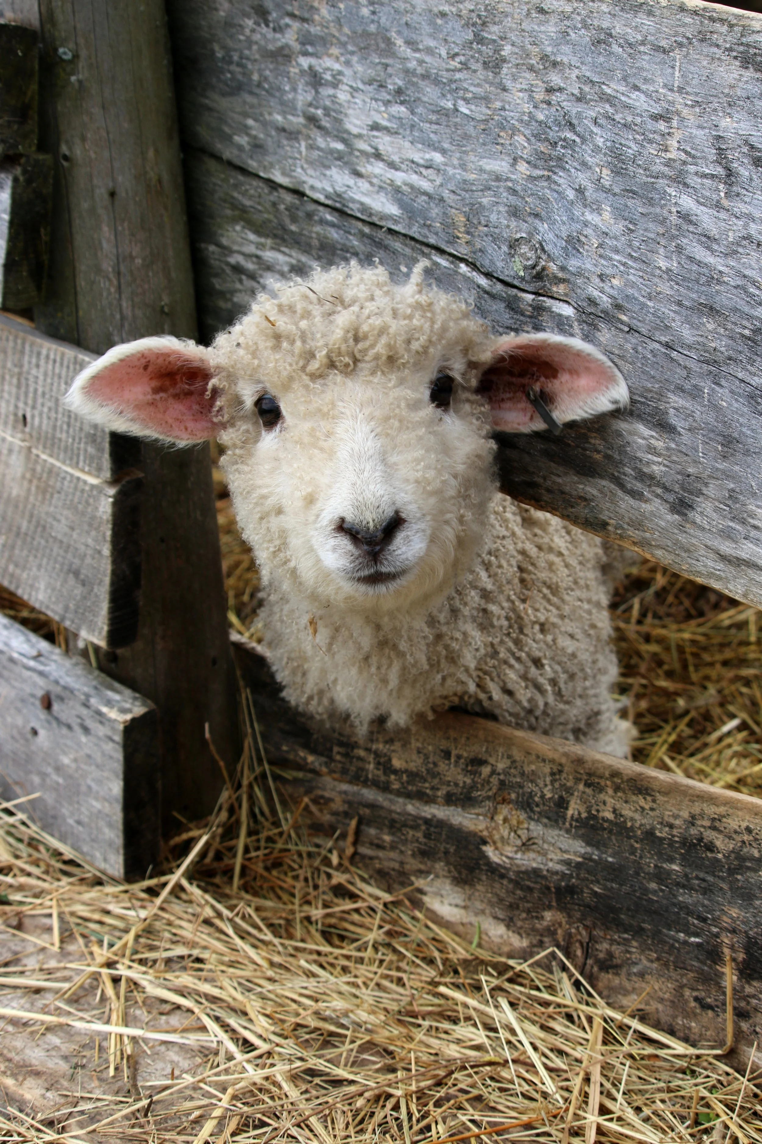 Cutest Sheep.JPG