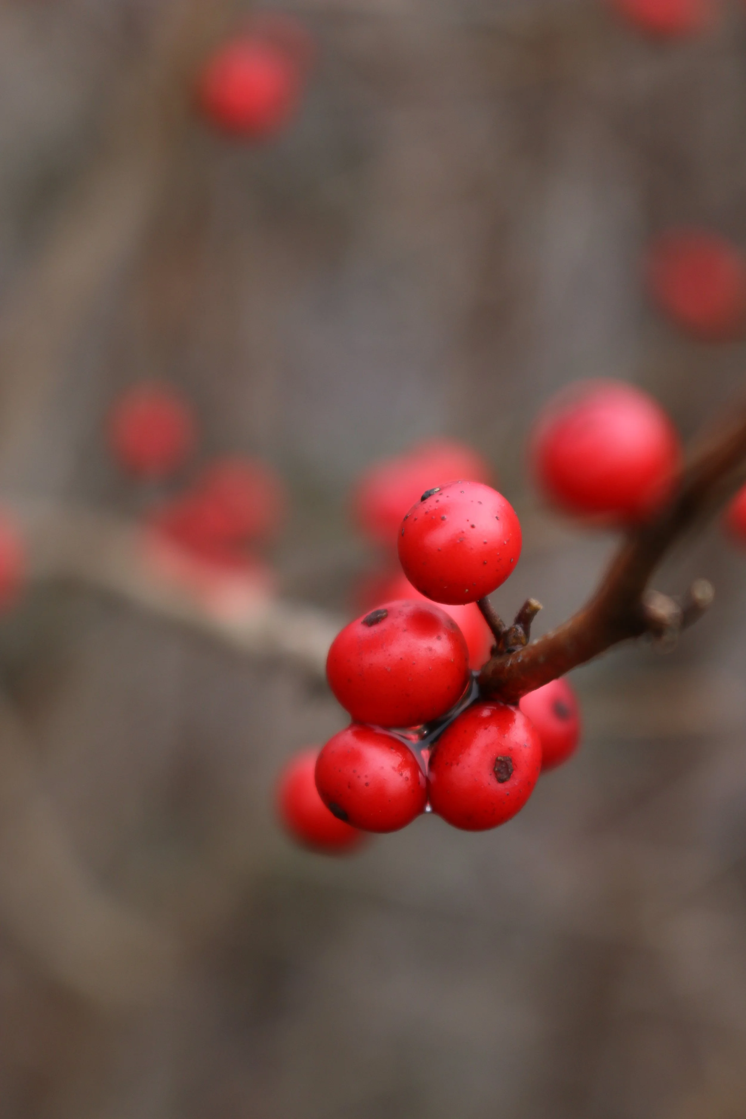 Winter Berries.JPG