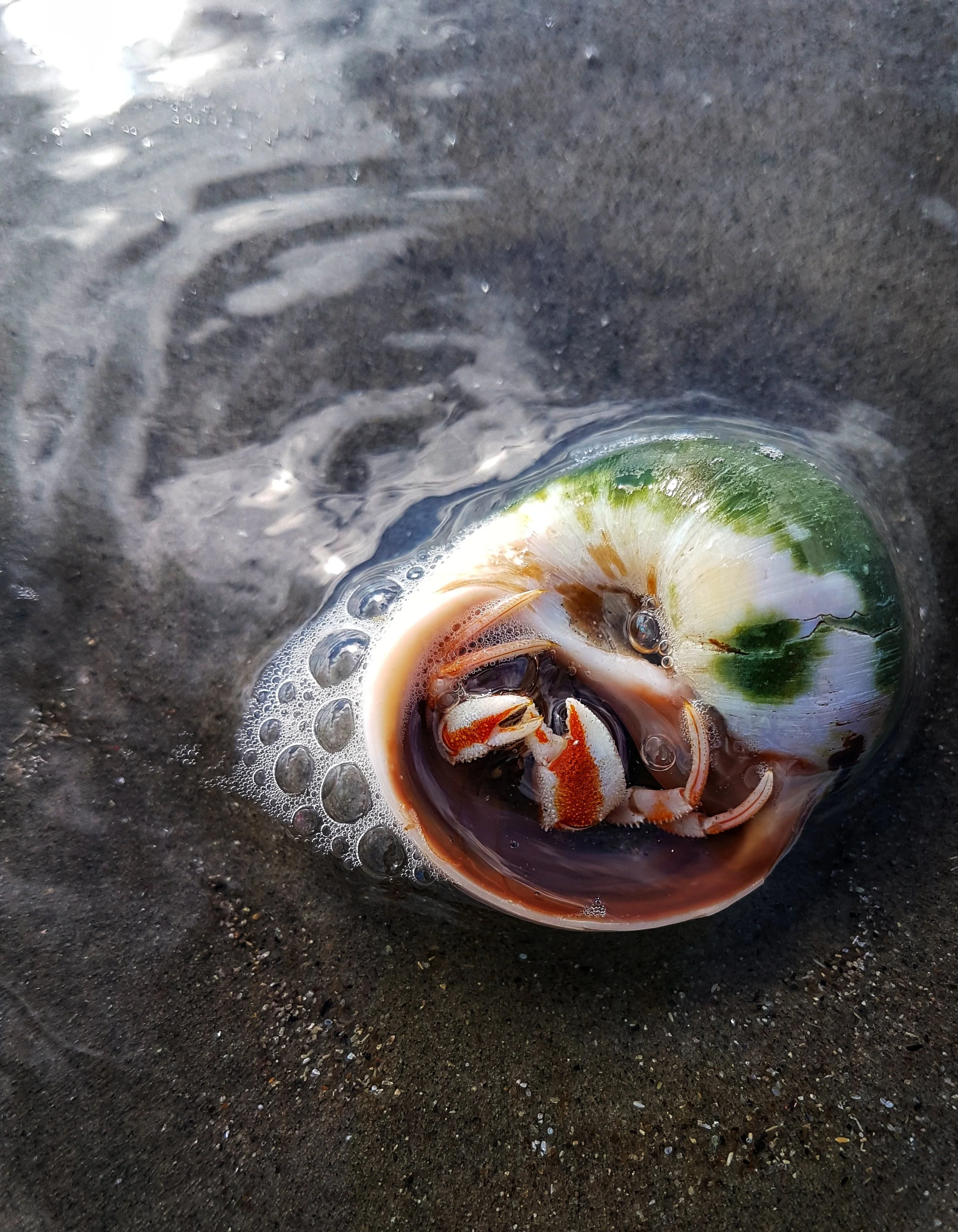Hermit Crab.jpeg