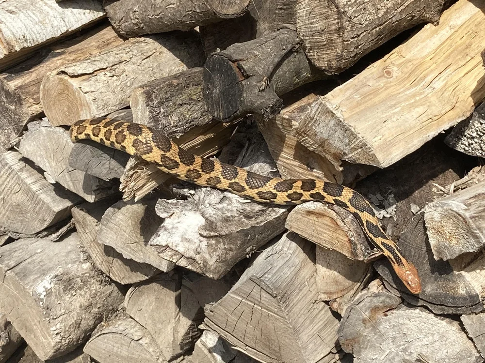 Wisconsin Herpetological Association