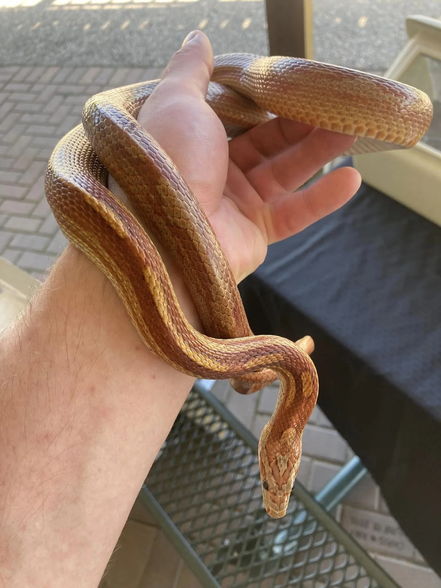 Wisconsin Herpetological Association