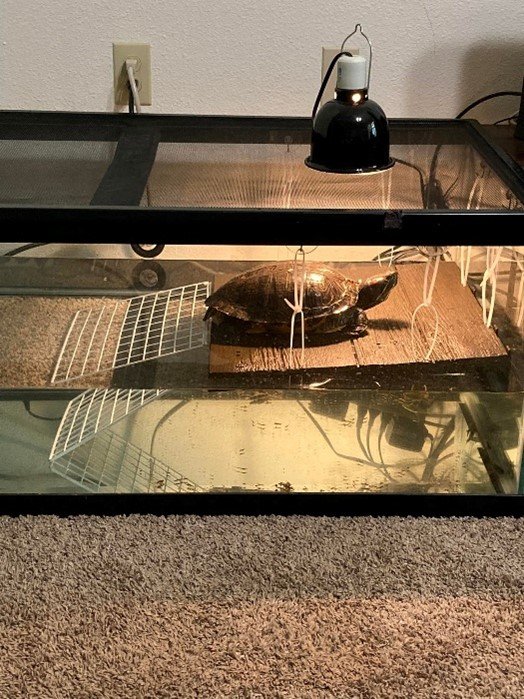 Tutorial: How to Build a DIY (Do-it-Yourself) Turtle Basking Platform ...