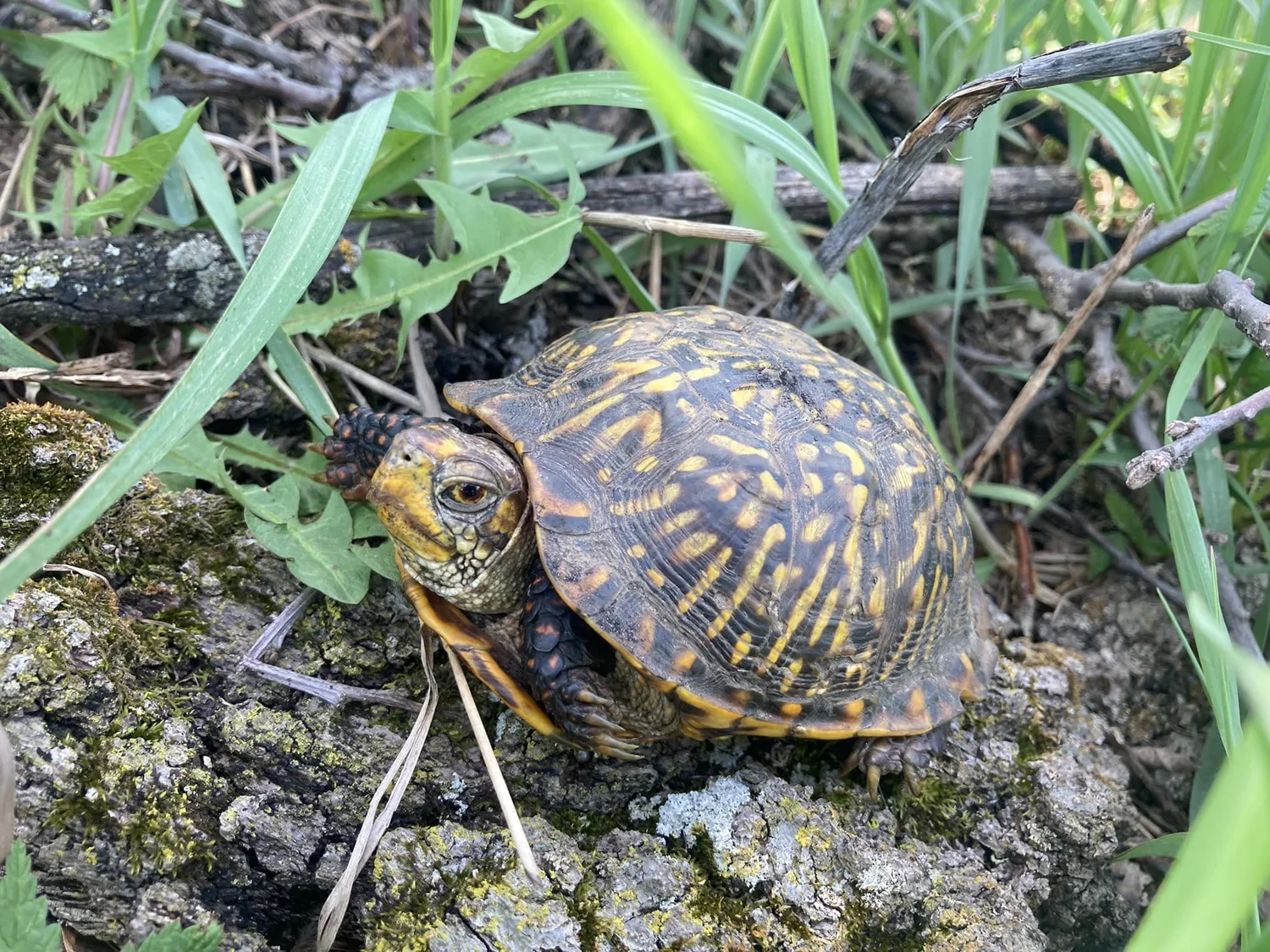 Wisconsin Herpetological Association