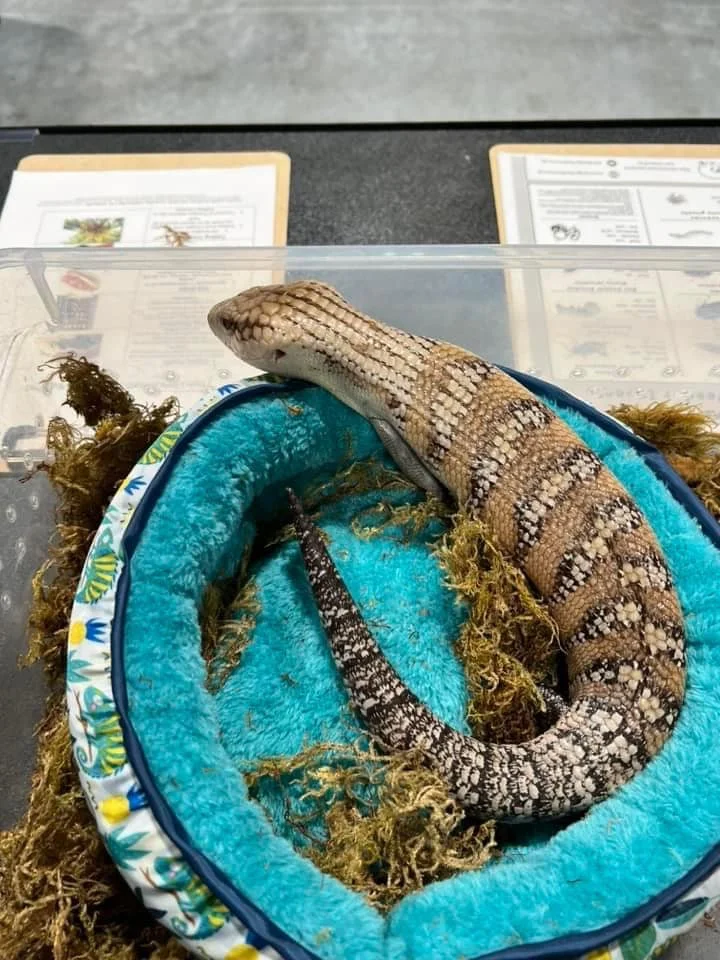 Wisconsin Herpetological Association