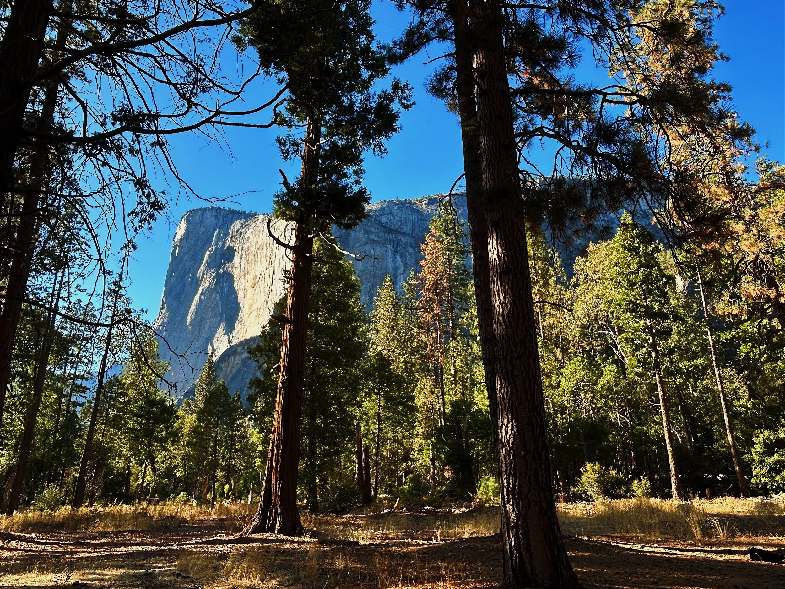 View of El Capitan between tall Ponderosa Pine trees, under a clear blue sky.