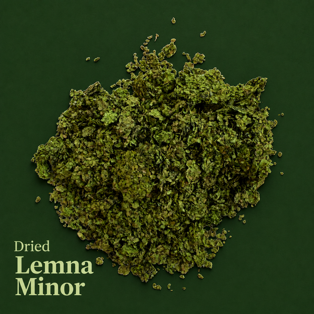 dry.lemna.greenbackground.png