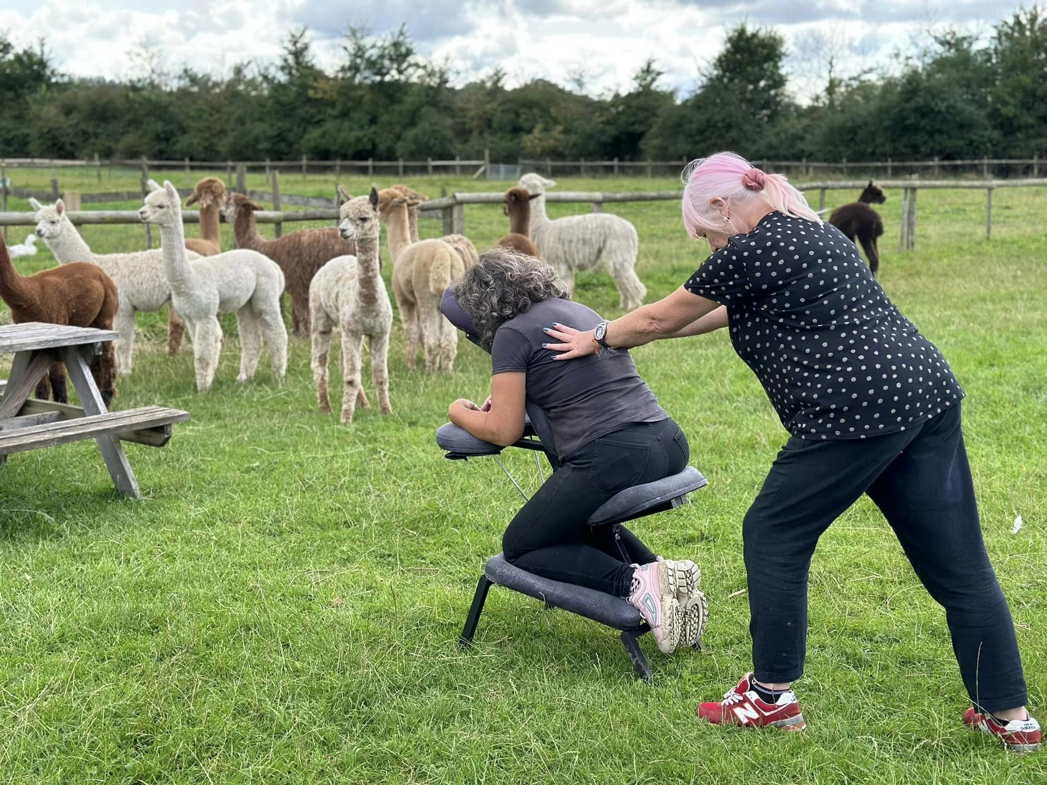 shiatsu alpaca farm.jpg