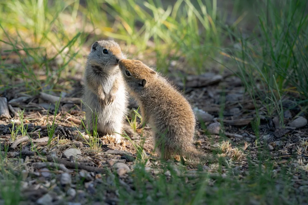 6-19 ChristmasMeadows (588 of 1343)-Edit.jpg