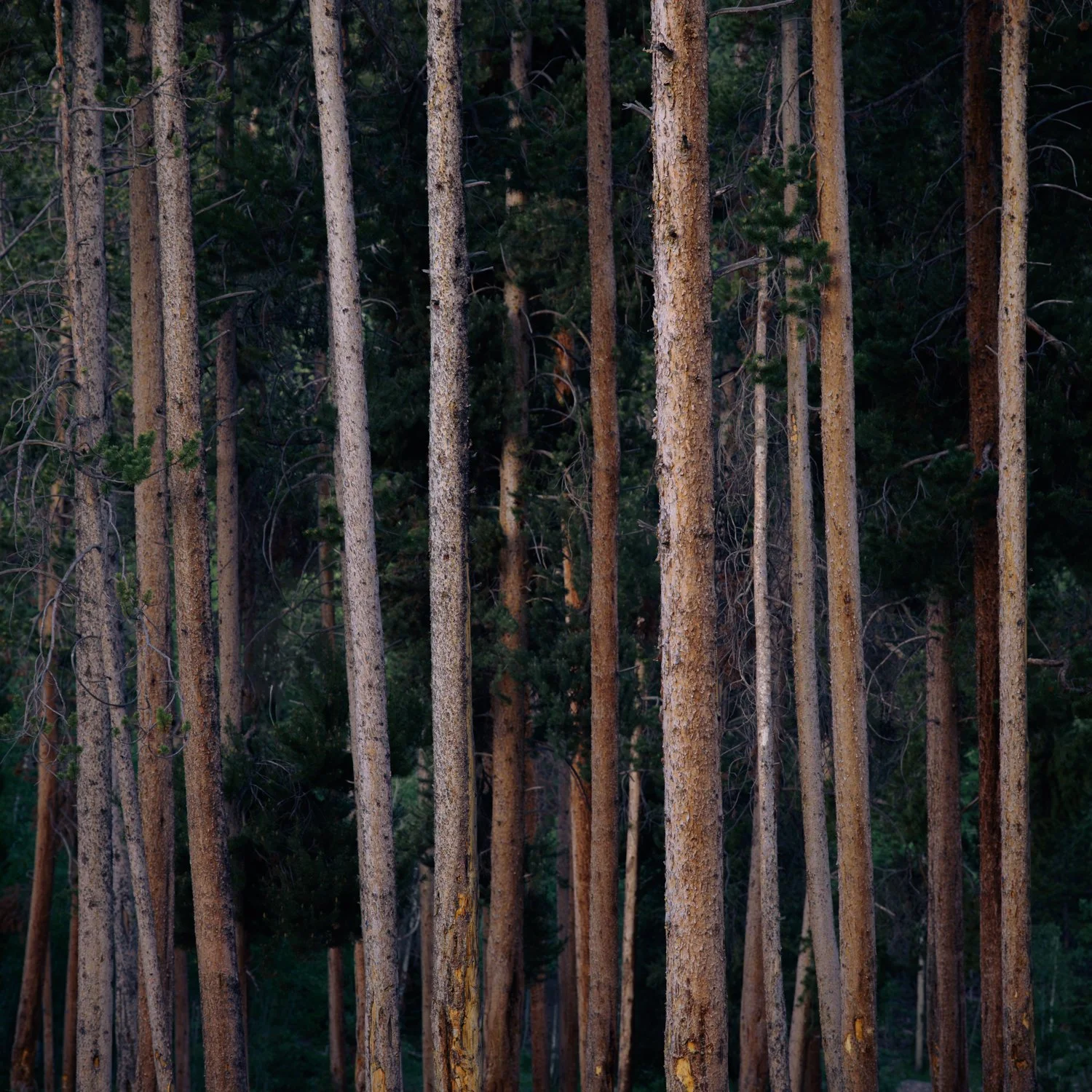 6-19 ChristmasMeadows (88 of 2737)-Enhanced-NR.jpg