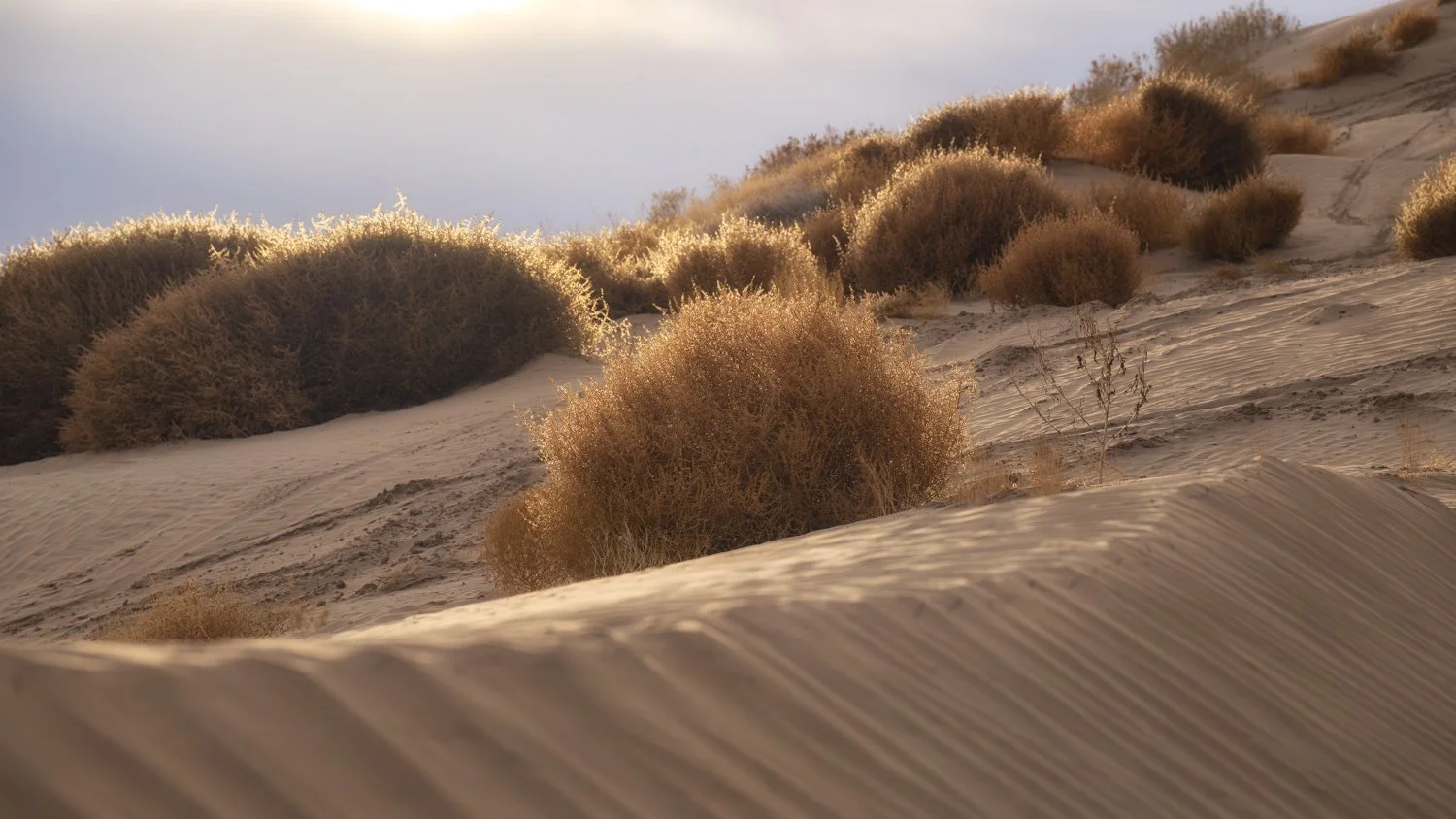 LIttle Sahara (73 of 381)-Edit.jpg