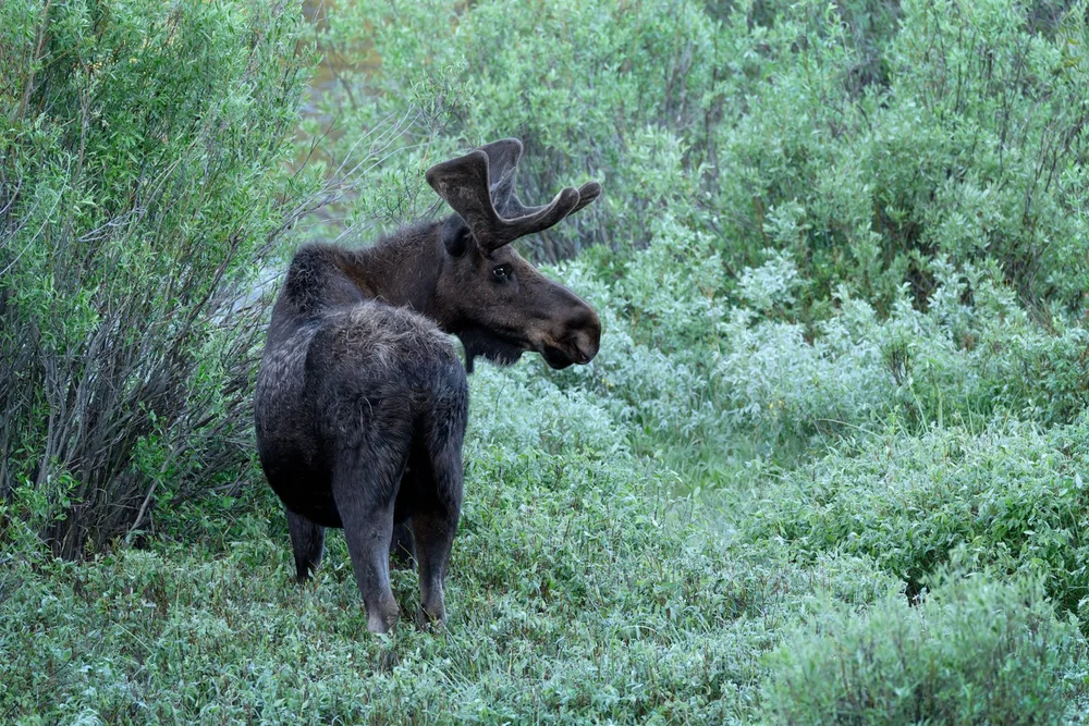 6-19 ChristmasMeadows (170 of 1343)-DxO_DeepPRIME XD2s_XD-Edit.jpg