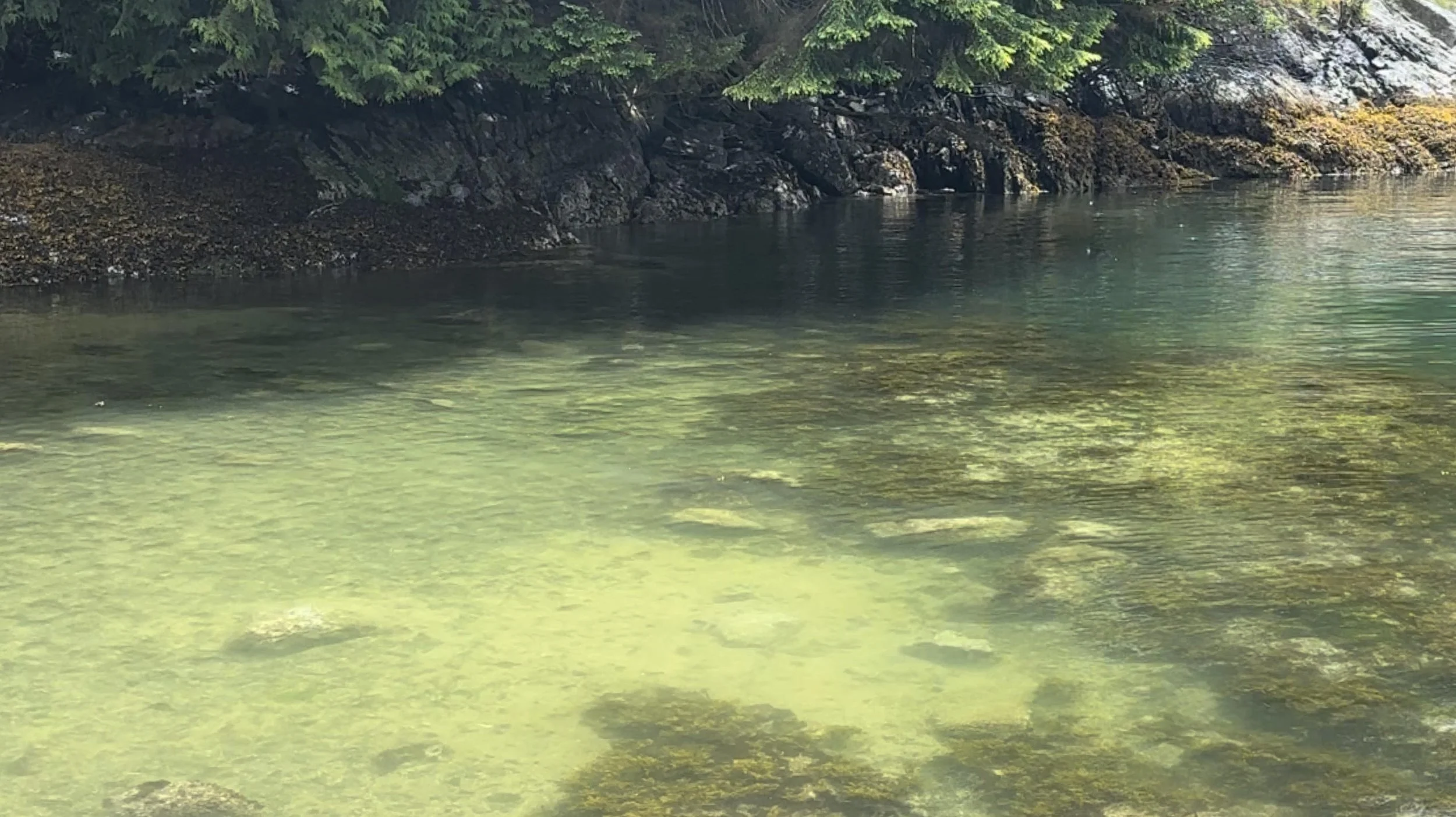 Uncover Tranquility: Hidden Viewpoints and Tiny Isolated Beach Along Admiralty Trail in Dreamy Belcarra