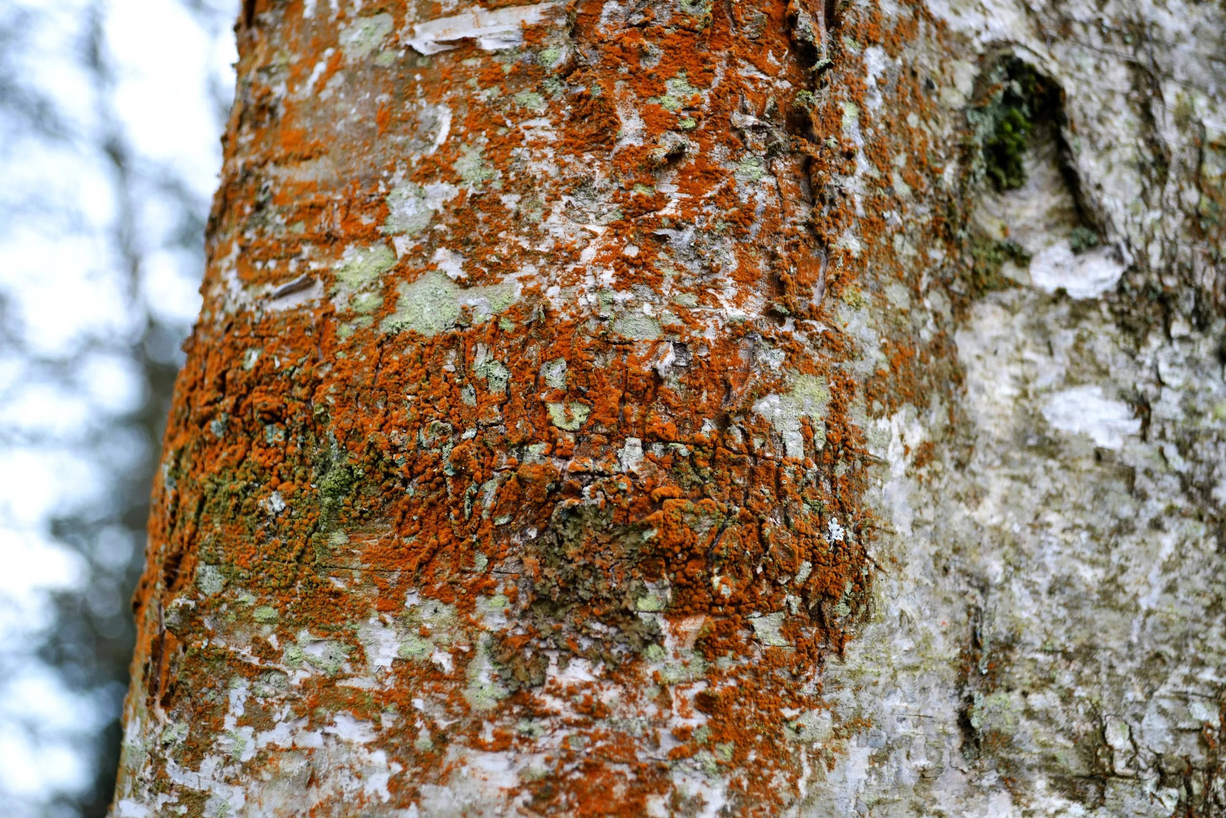 Rust