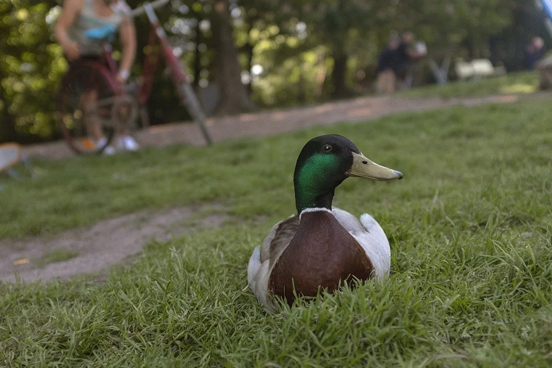 Stadsparken Lund (2).jpg