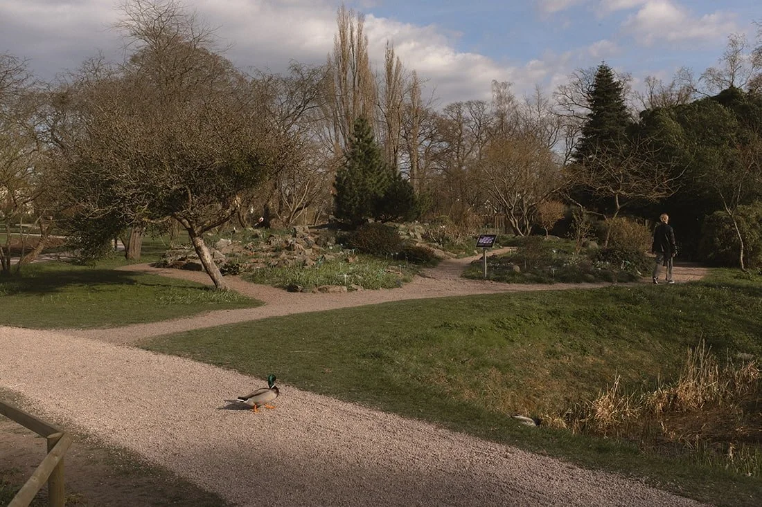 Botaniska tradgard Lund (1).jpg